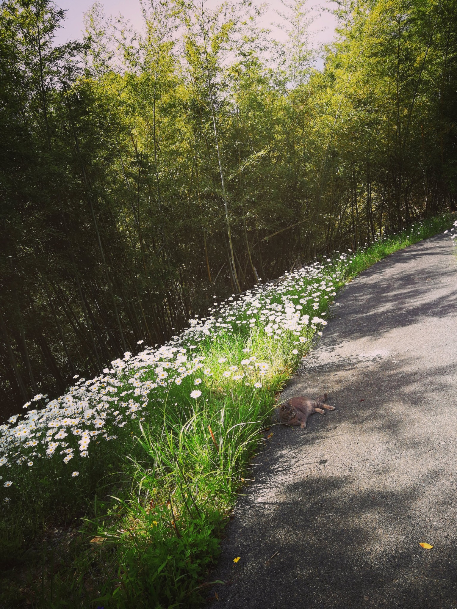 馬の背に咲くデイジー
