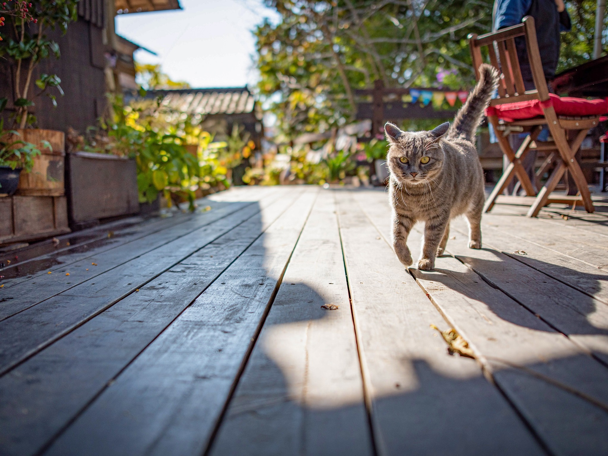 ・【猫】こちらはプーさん