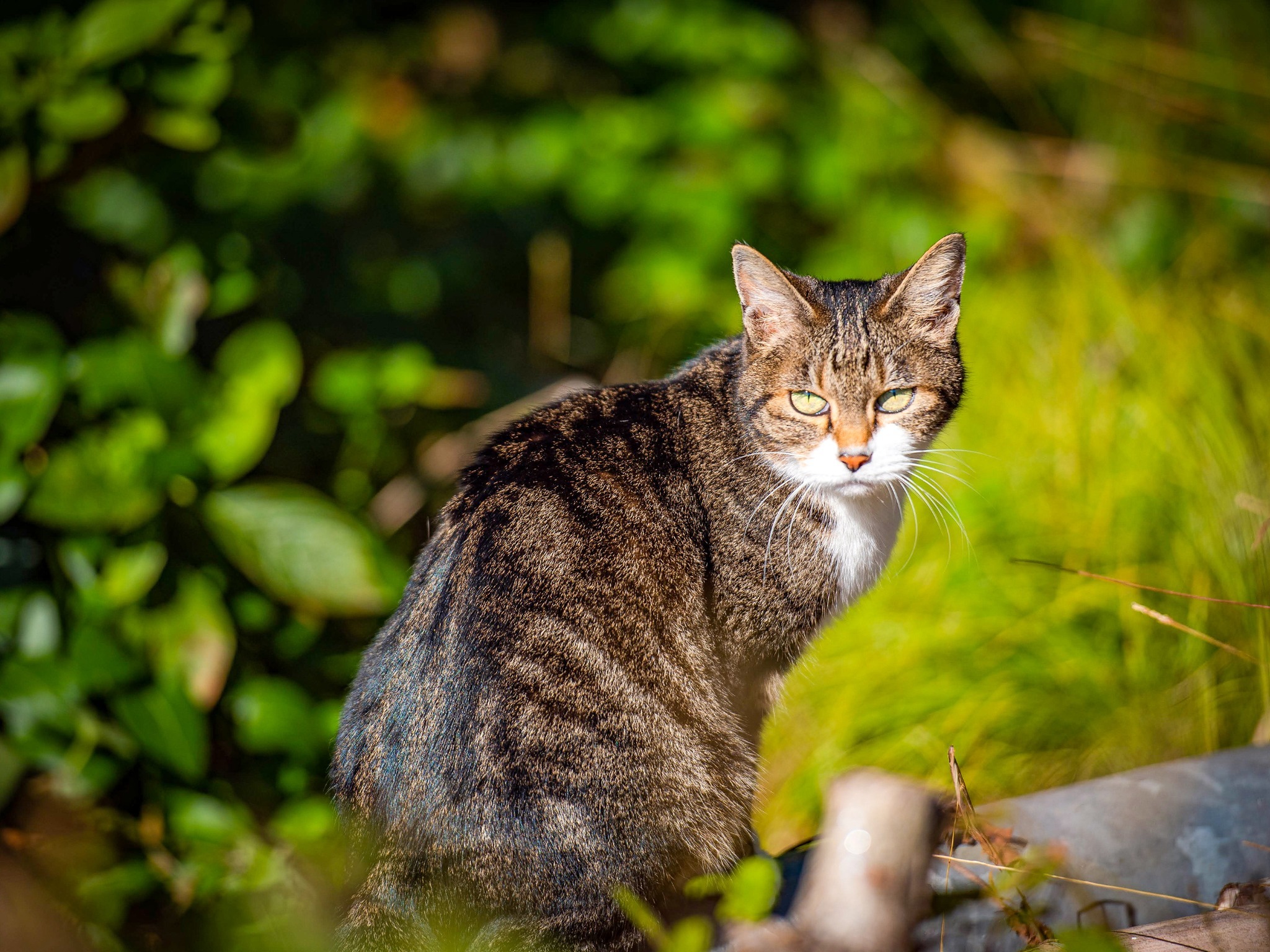 ・【猫】4匹のねこちゃんと住んでいます