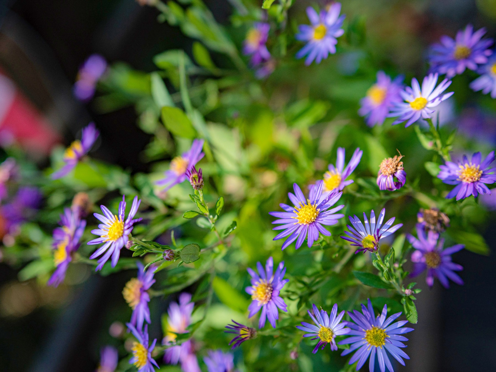 ・かわいらしいお花で心癒されるひとときを