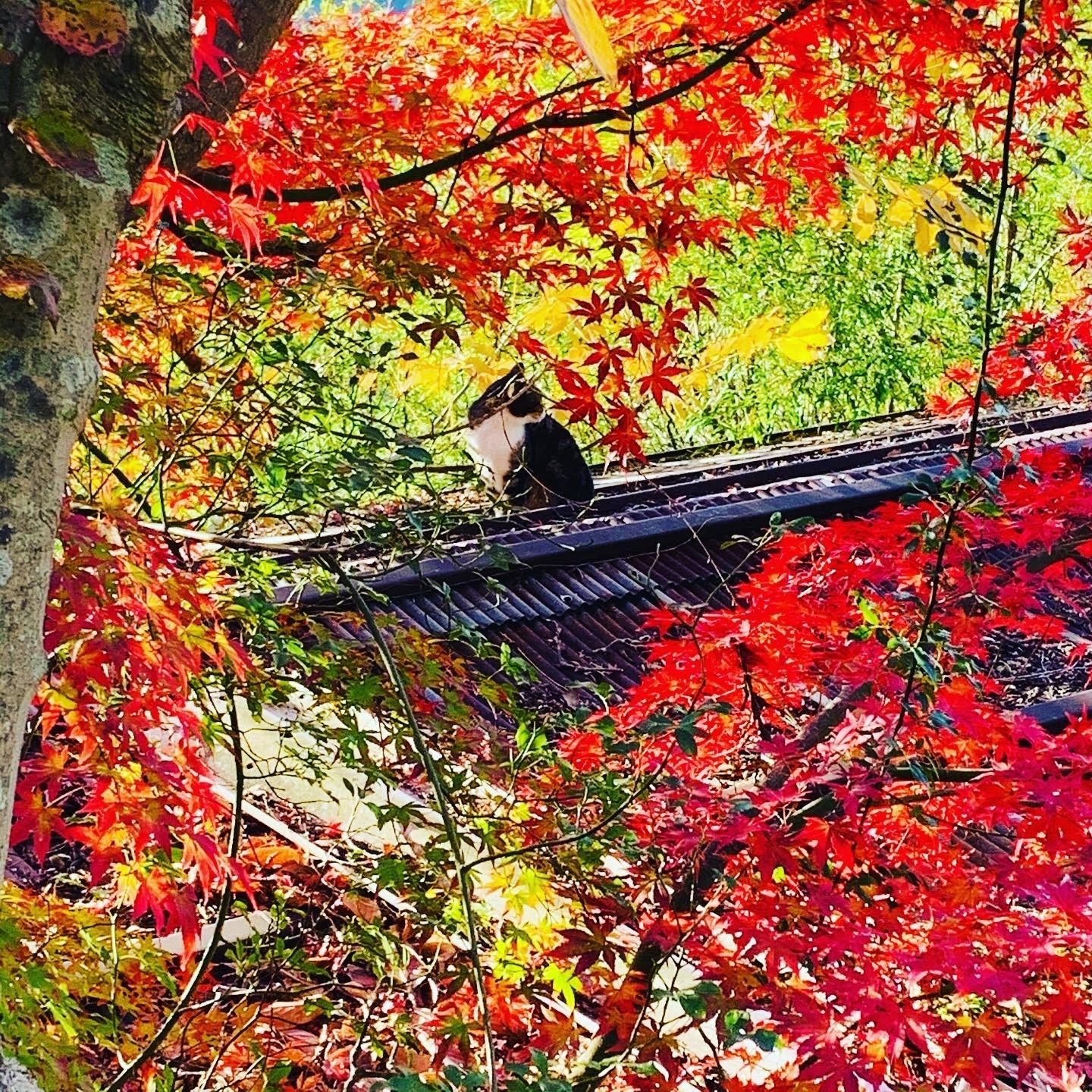 紅葉も美しいです。
