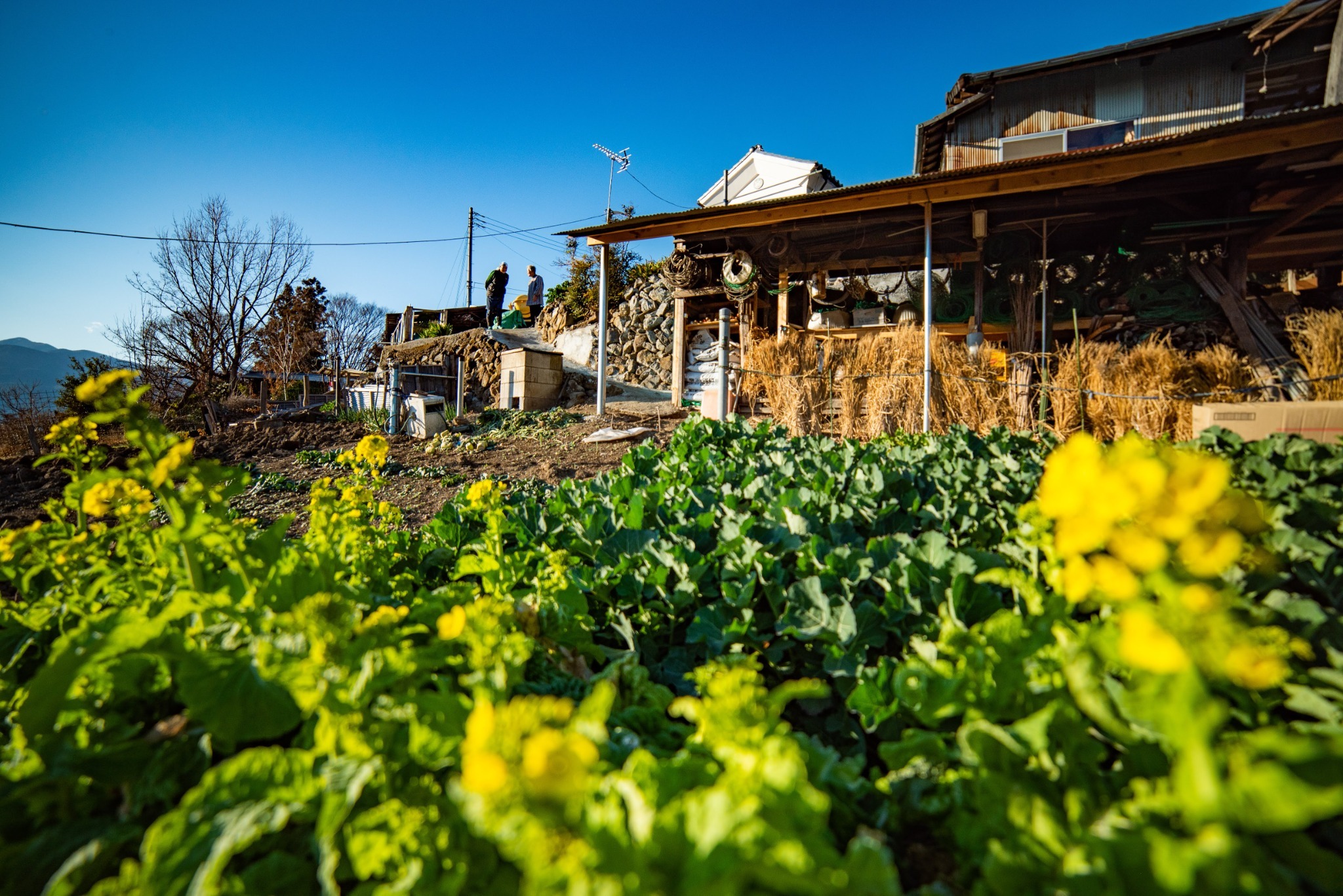 収穫体験のできる畑