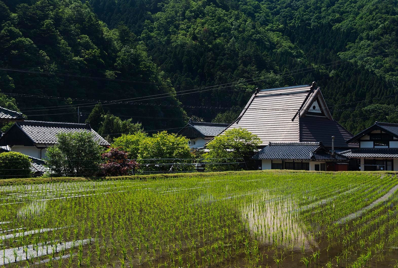 周りは田んぼ、そして小川が流れます。