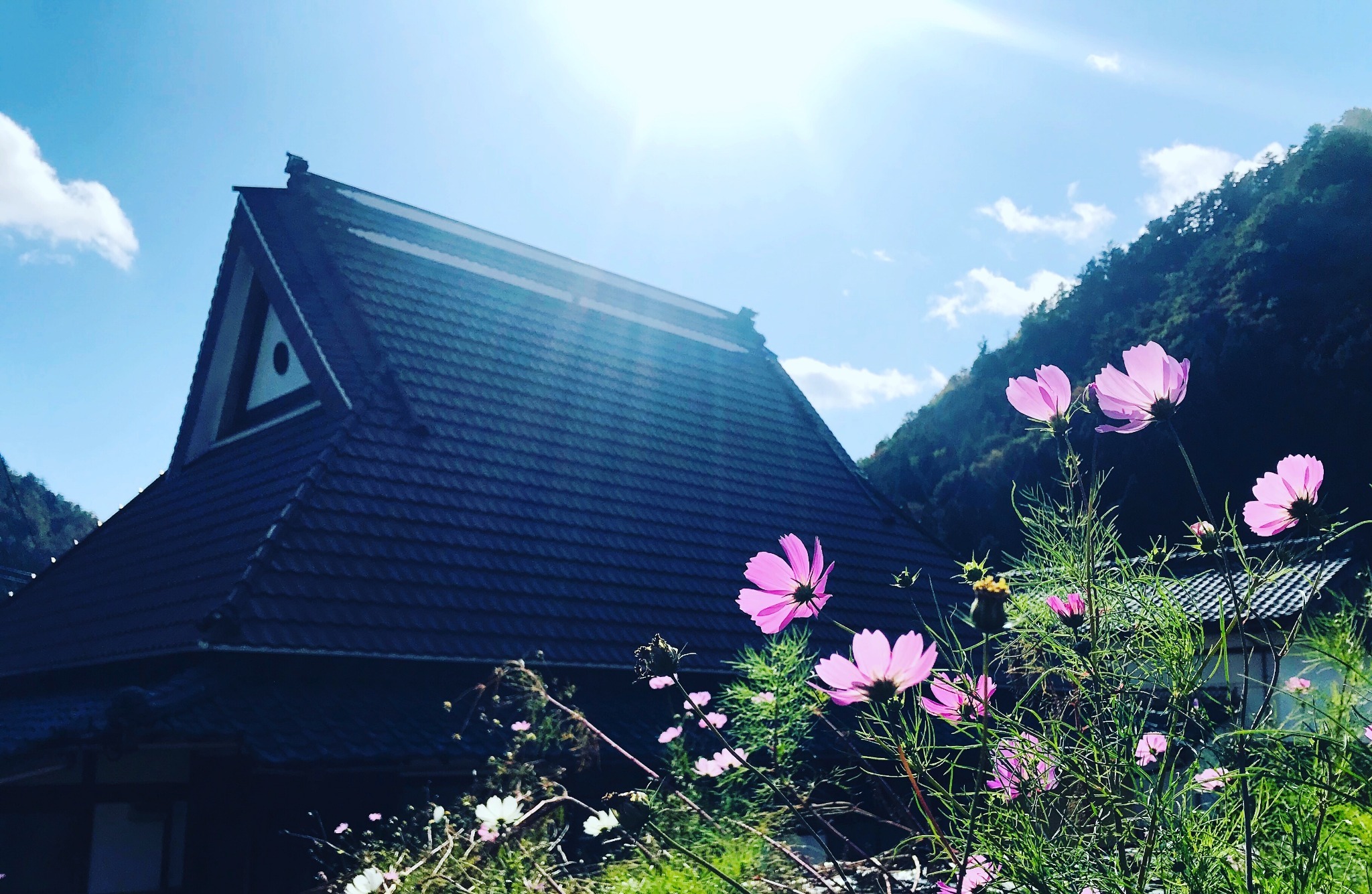 秋にはコスモスが咲き乱れます。