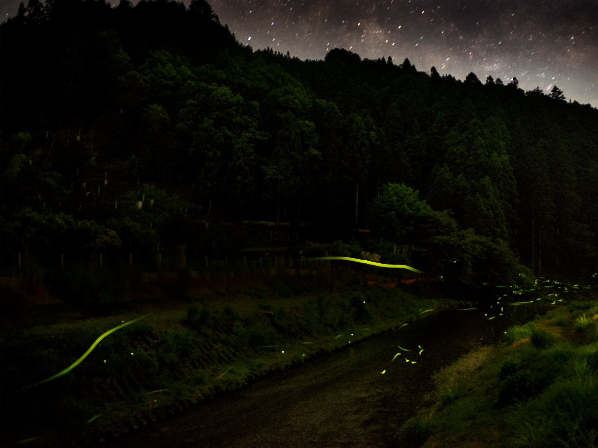 ・自然豊かな美山のホタルたちの様子