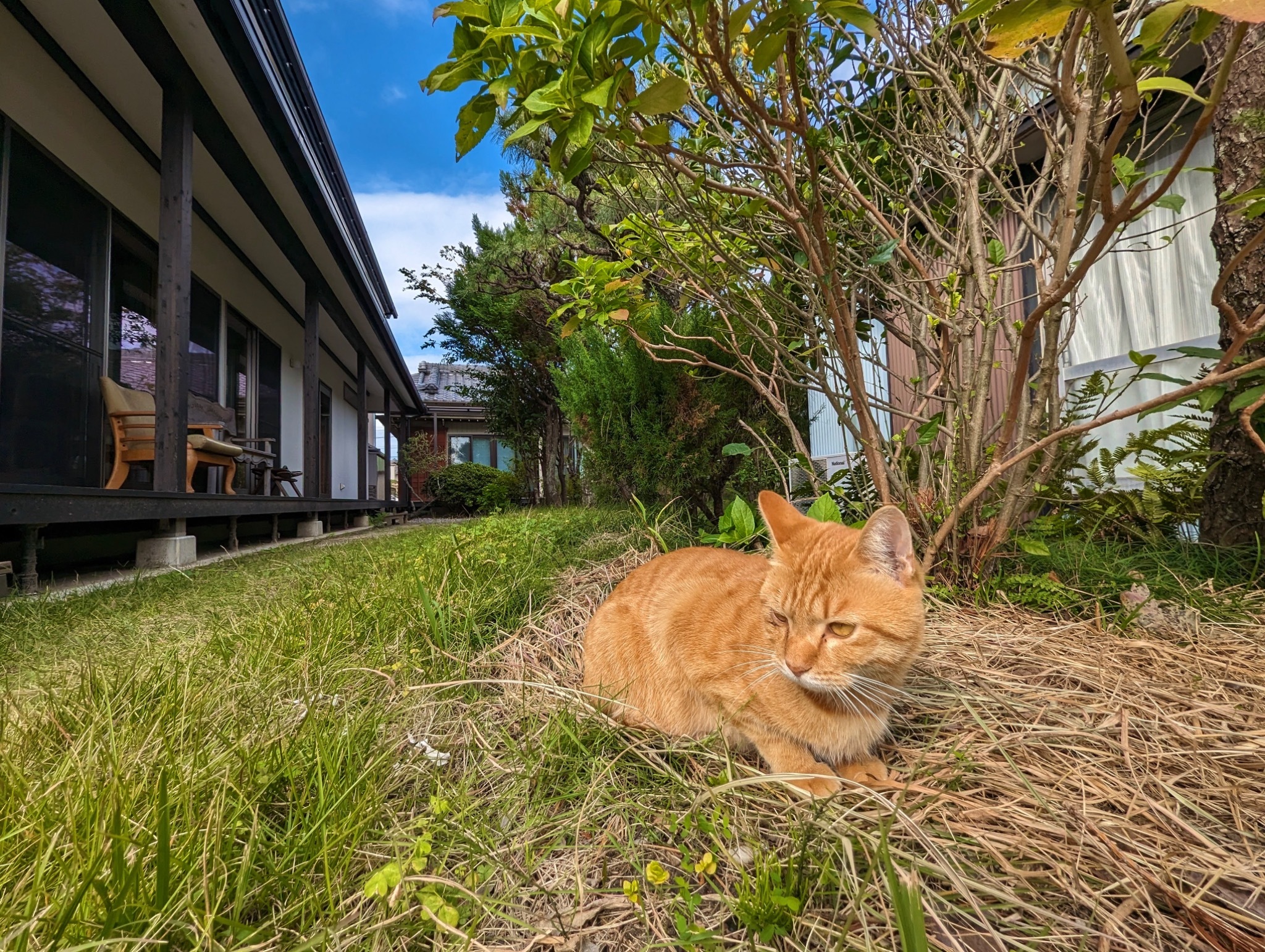 中庭&飼い猫 みゃー