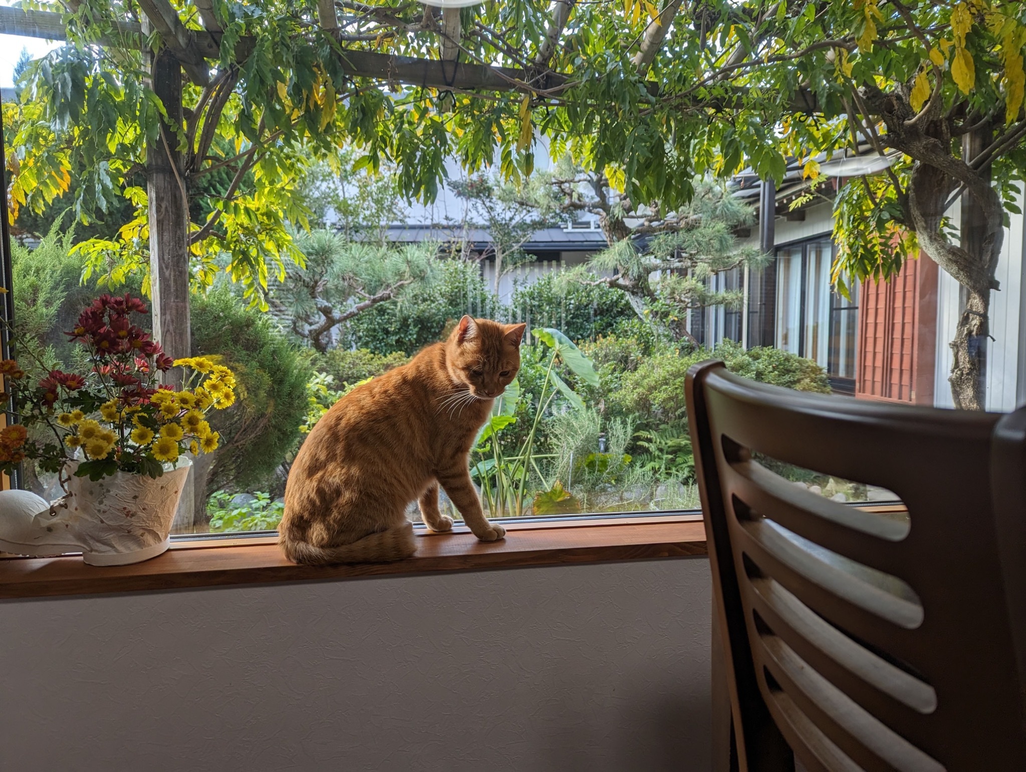 窓辺の猫(みゃー)
