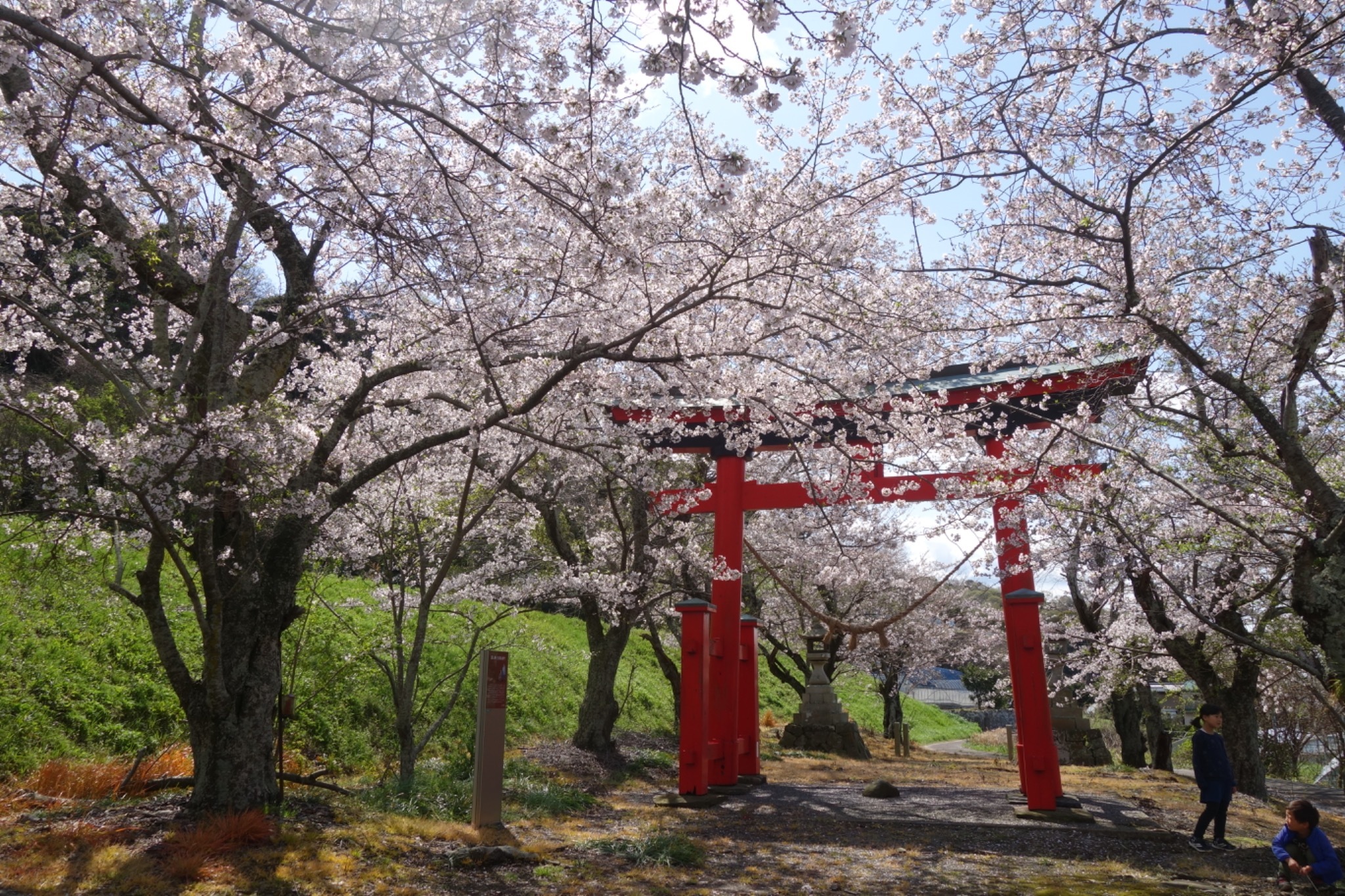 八幡宮の桜(西幡豆町)