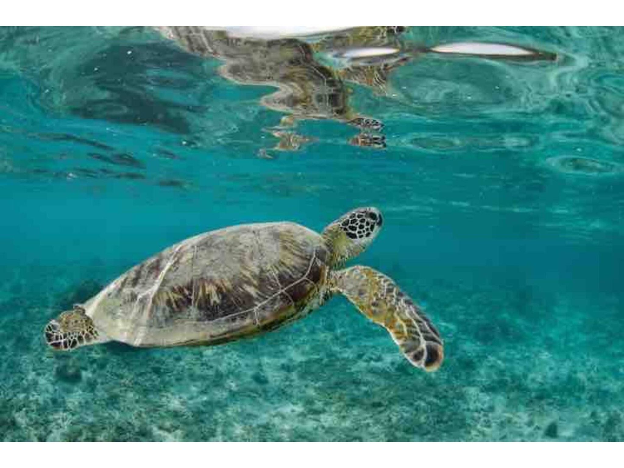 目の前の海にいるカメ