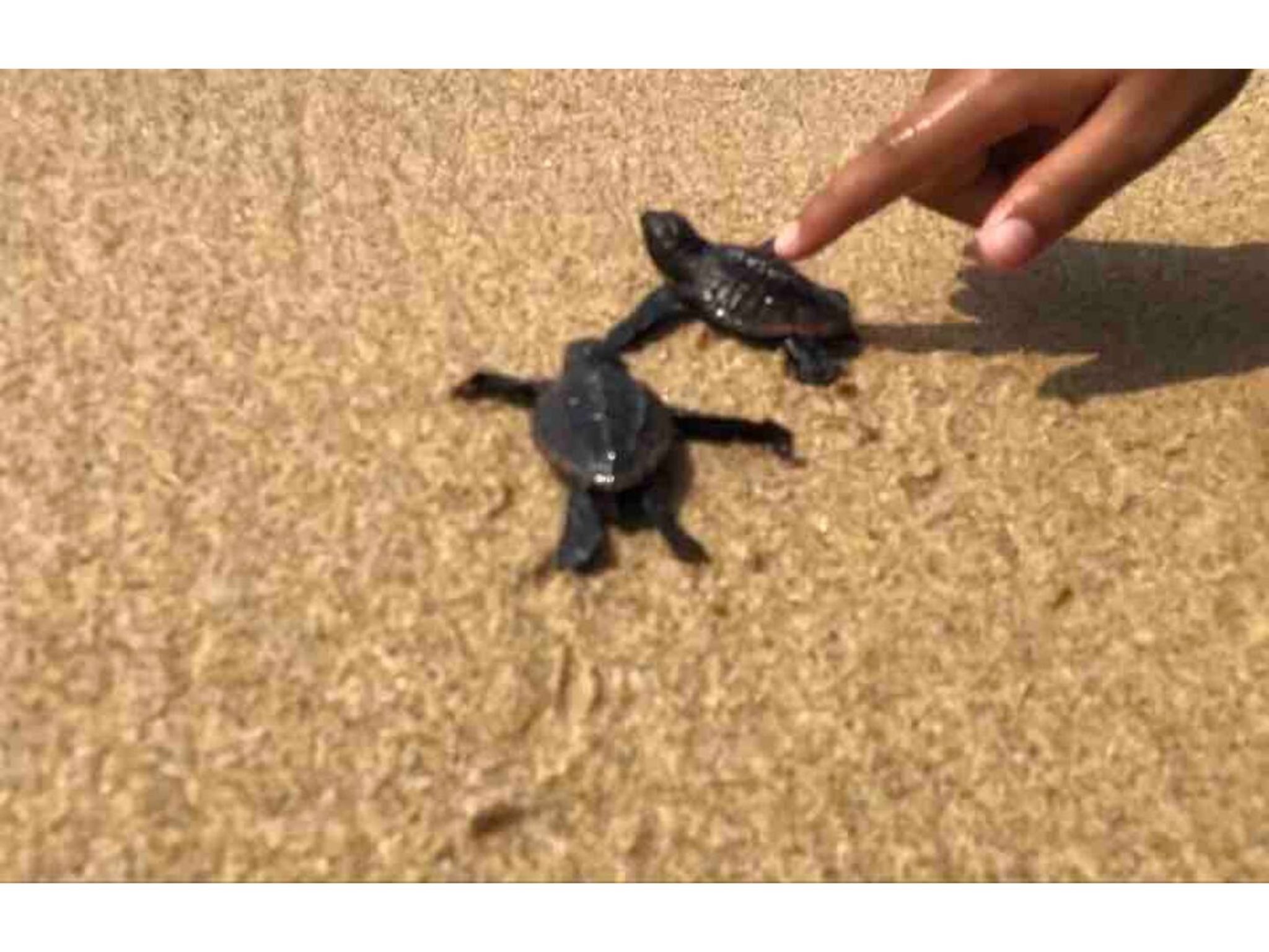 生まれたての亀