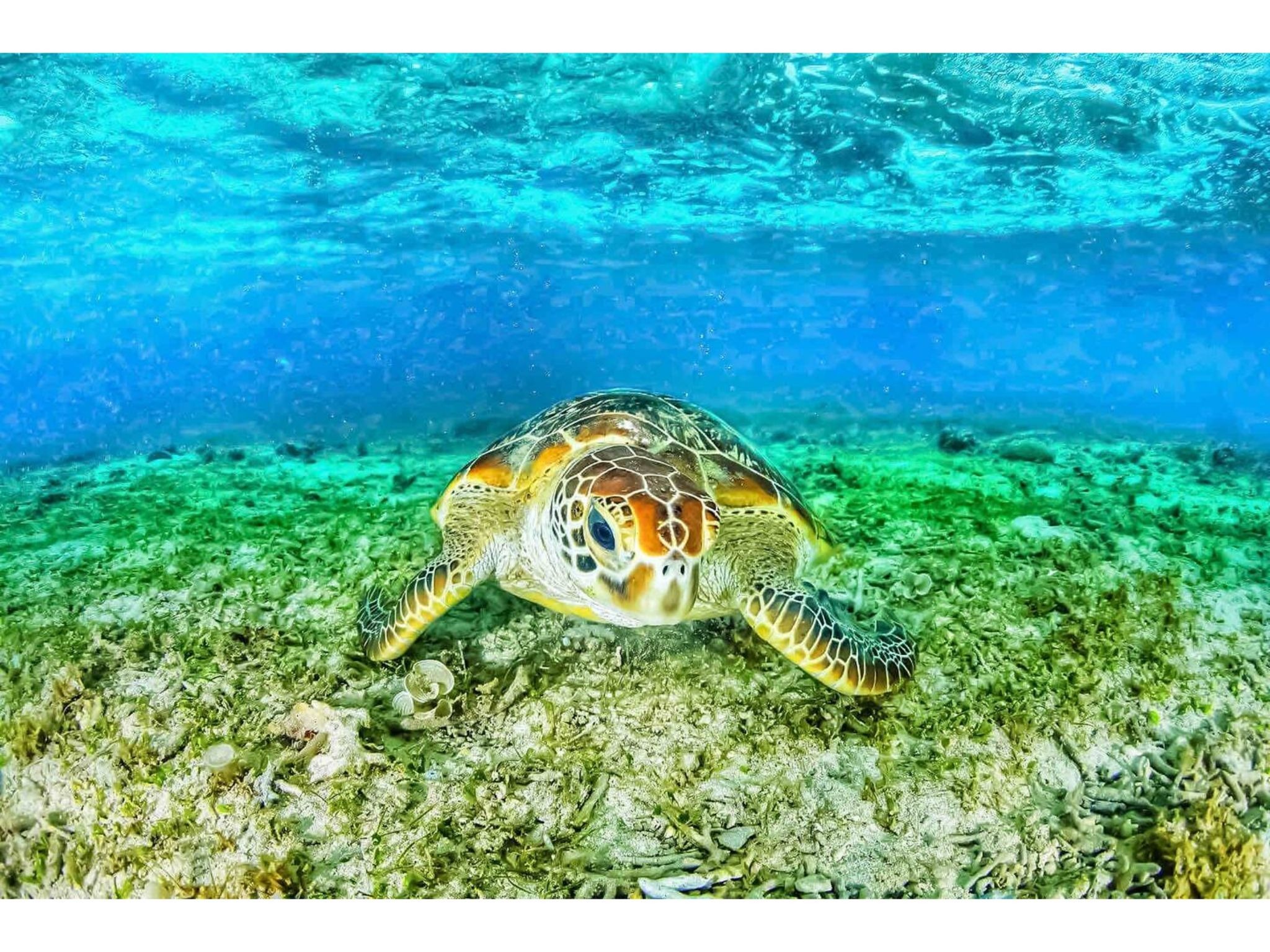 目の前の海にいるカメ