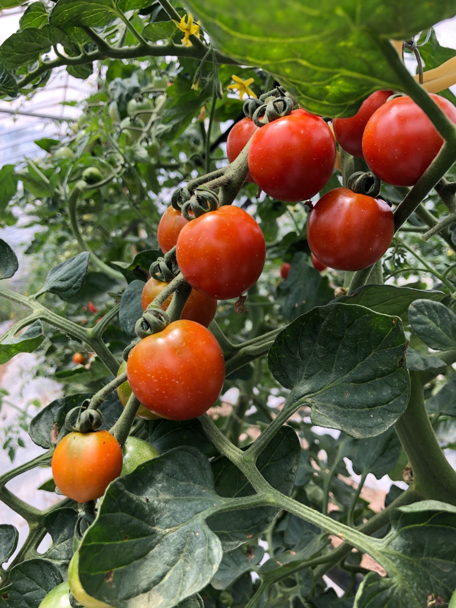 真夏が一番甘いミニトマト