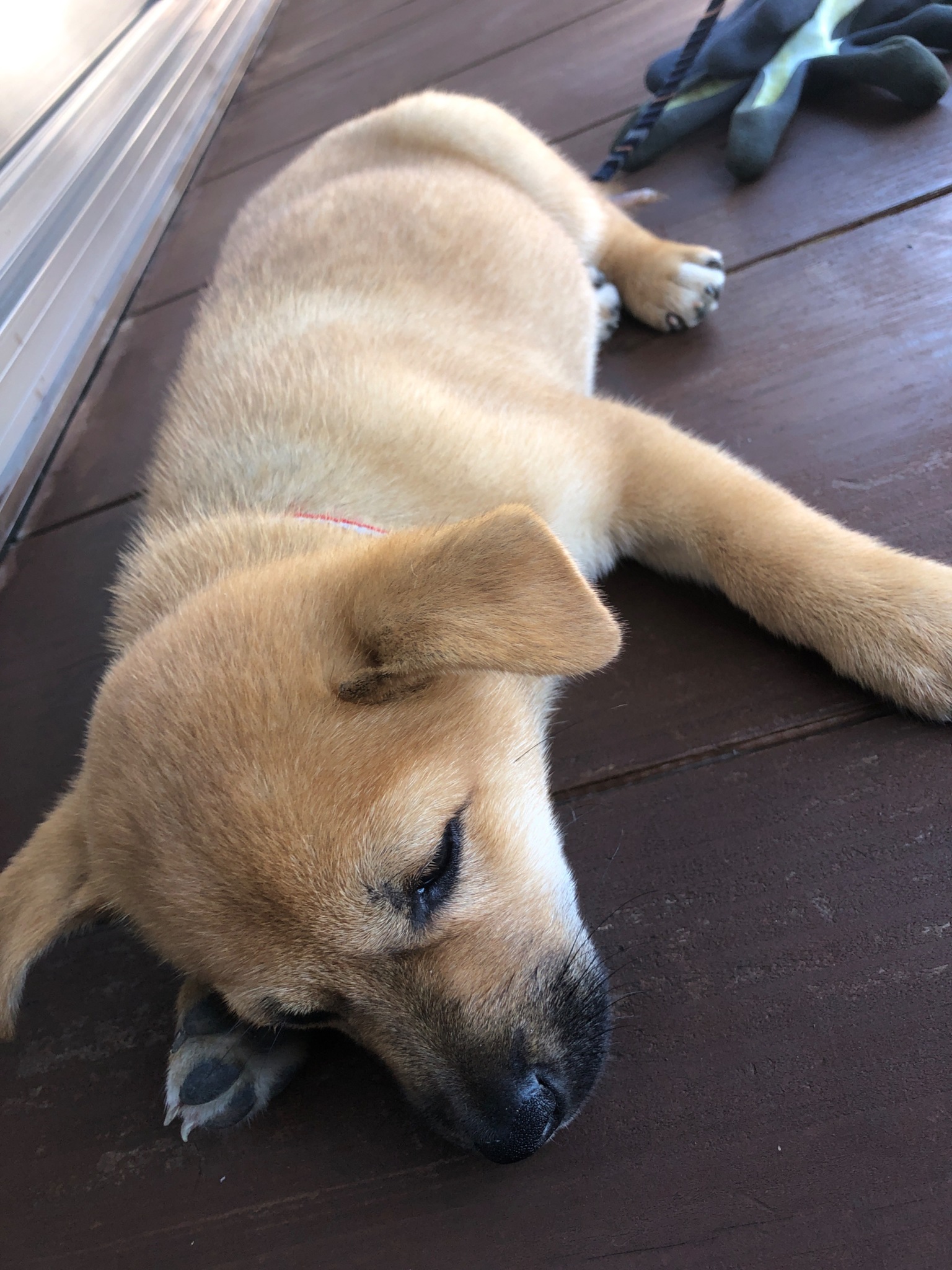 でもすぐサボる...