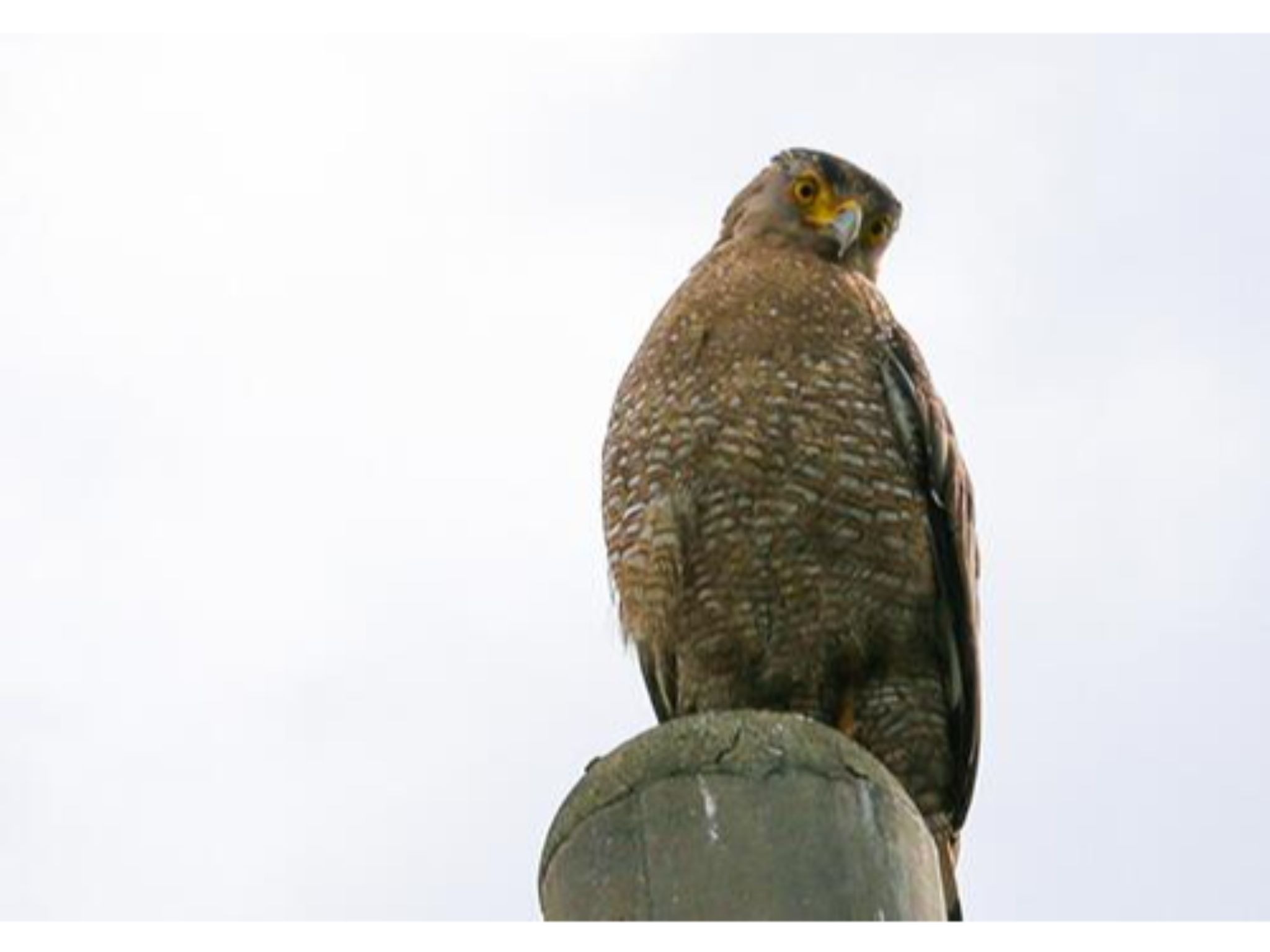 周辺生物|たまに遊びに来る石垣島の象徴カンムリワシ