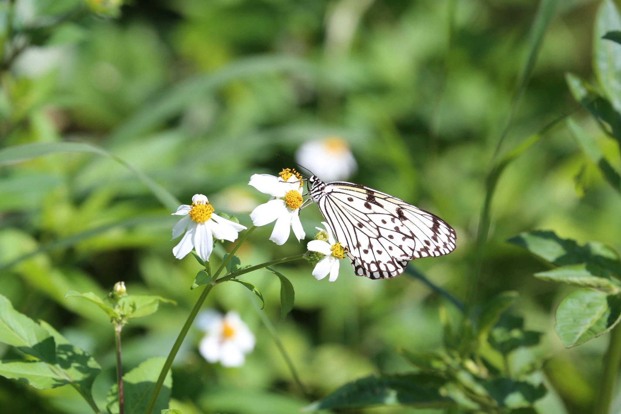 周辺生物|冬でも晴れると森のテラスには蝶が遊びに来ます