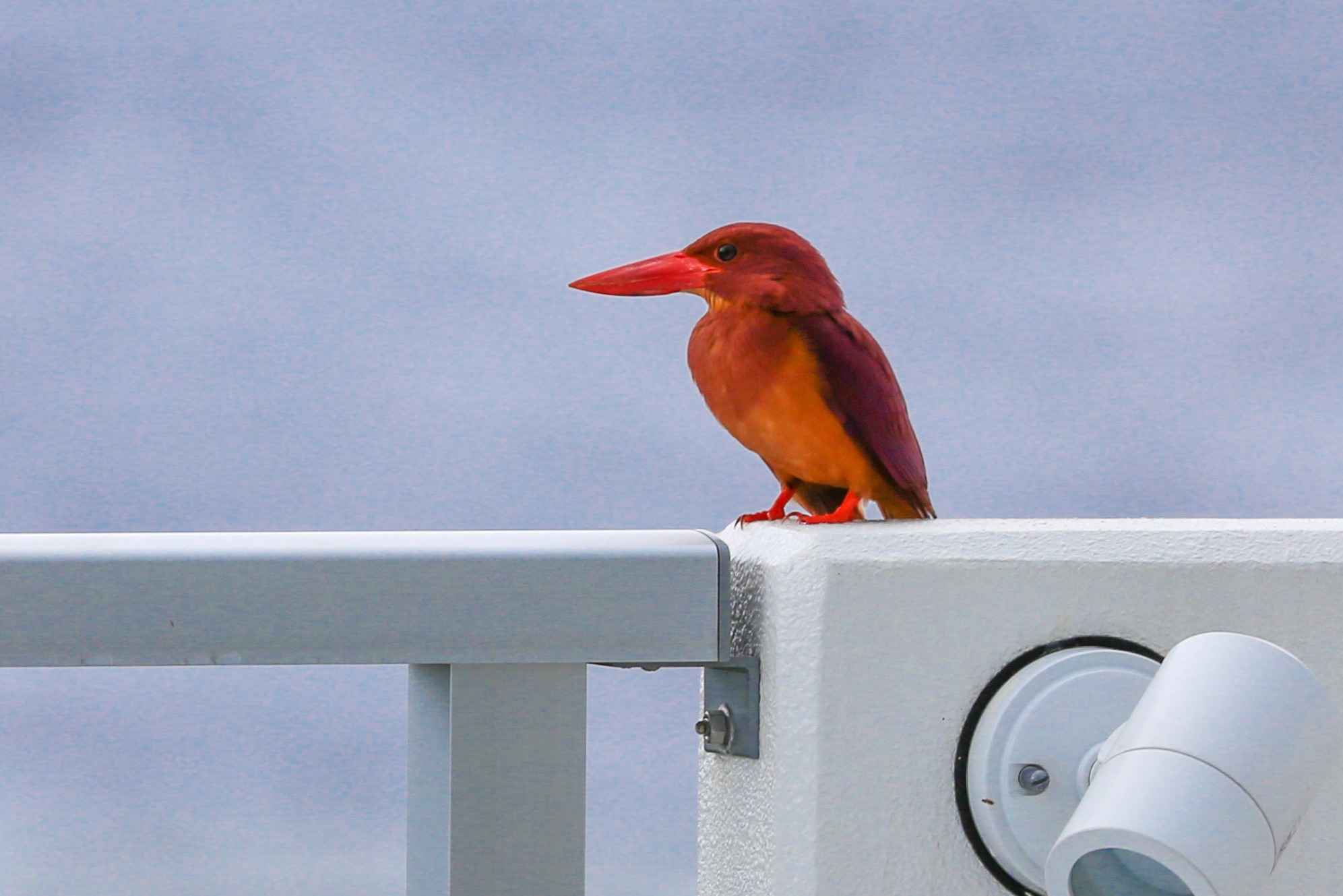 周辺生物|夏の訪れを告げるアカショウビン
