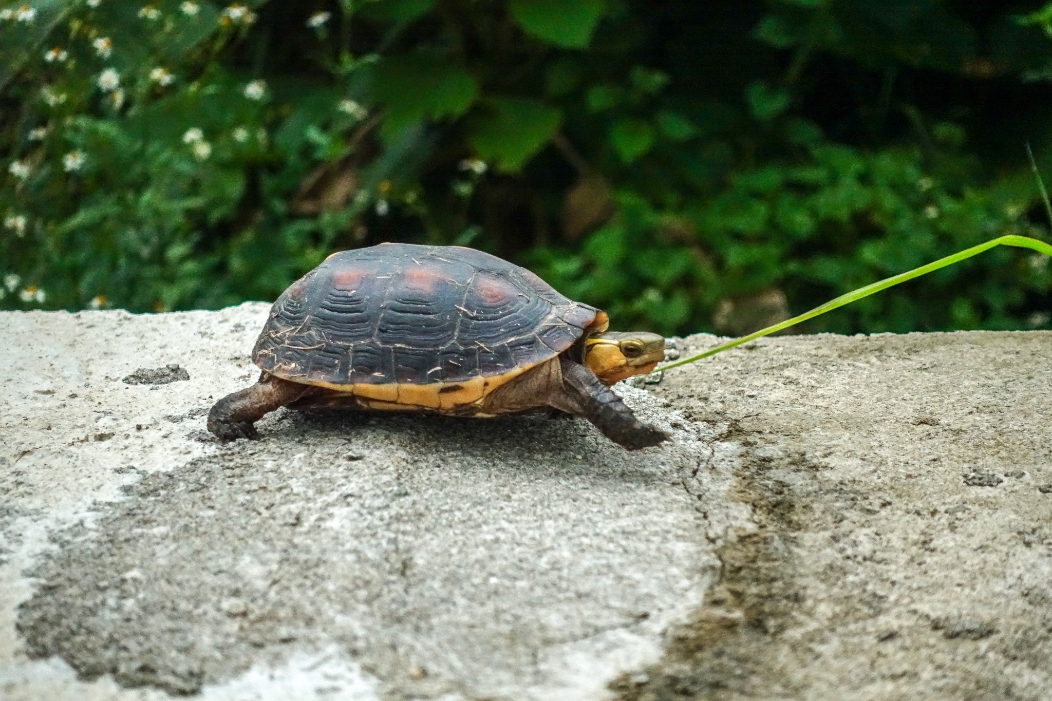 周辺生物|天然記念物のセマルハコガメが庭に遊びに来ることも