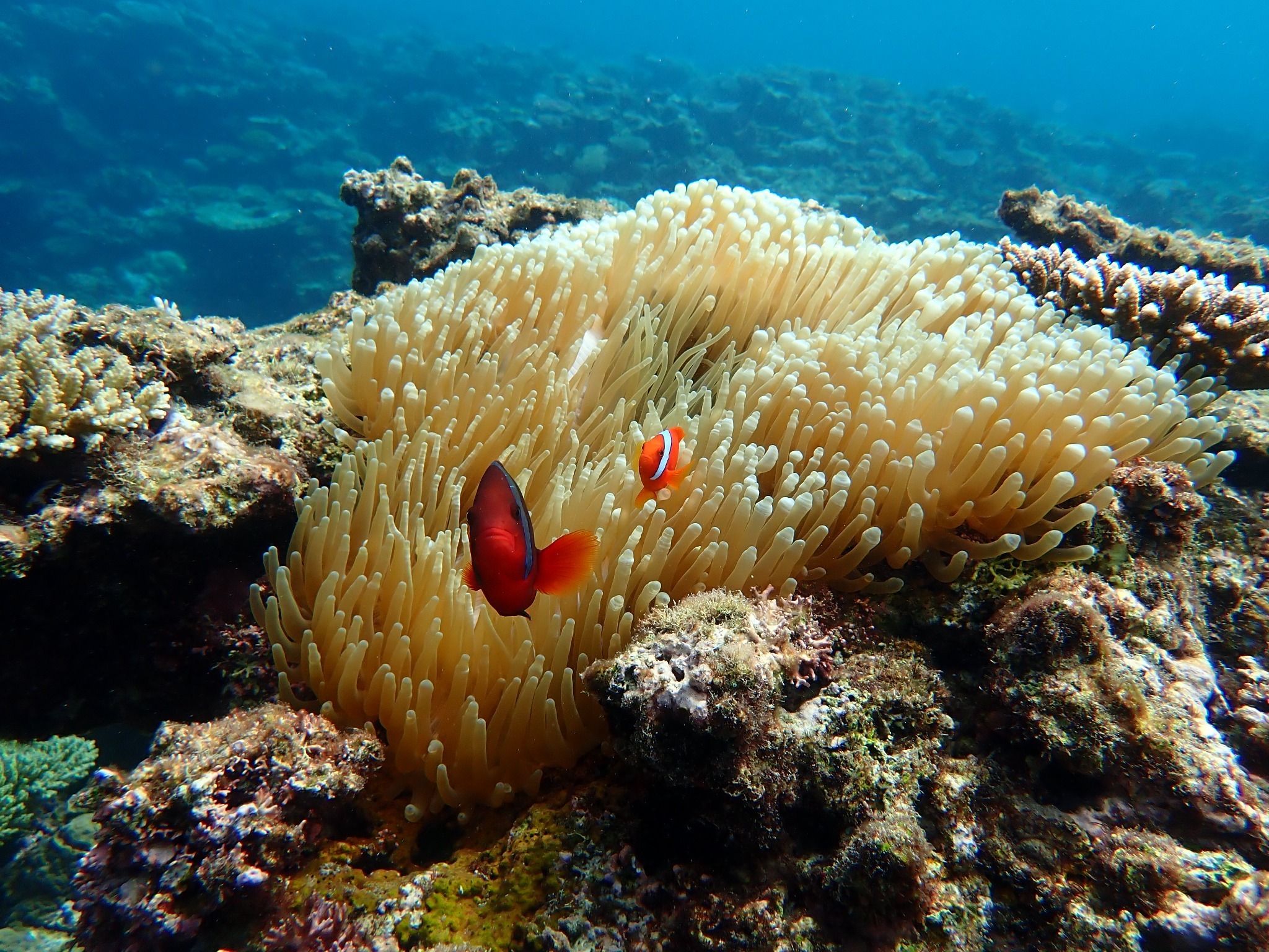 アクティビティ|徒歩1分のシークレットビーチで出会える珊瑚の森や熱帯魚