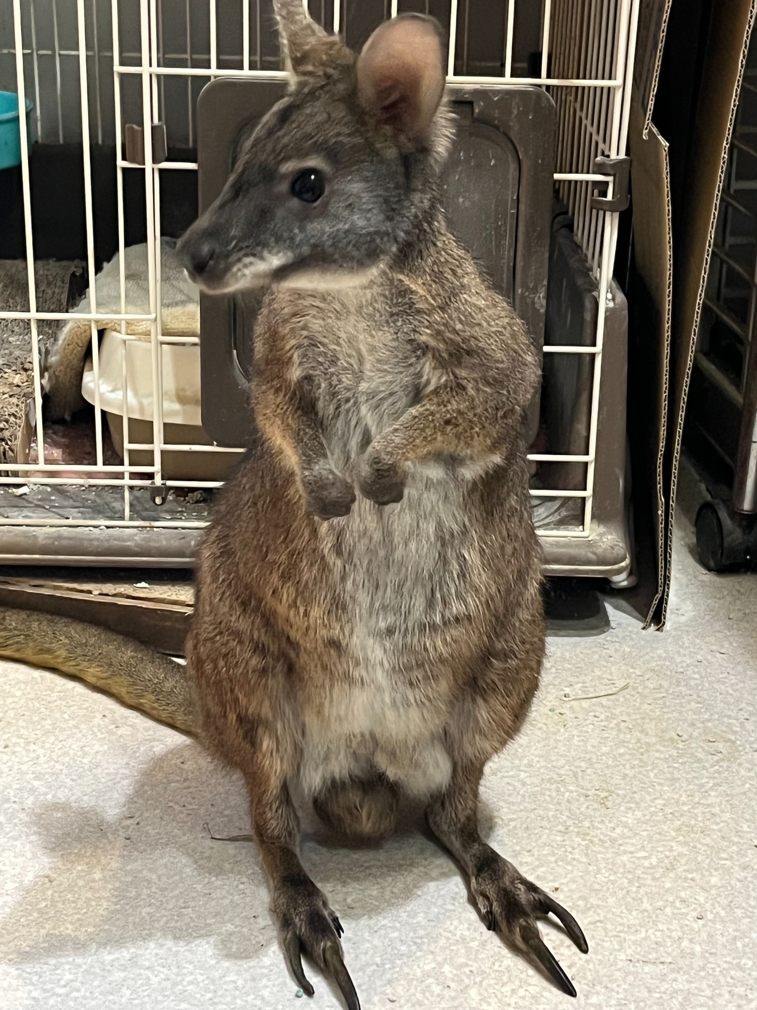 roc様フォロー割適用済 フクロウと野ばらとアナベル　グレー　オオカミとフクロウ Cure All - 動物好きな方の為のシングルルーム♪B 大阪府 堺市