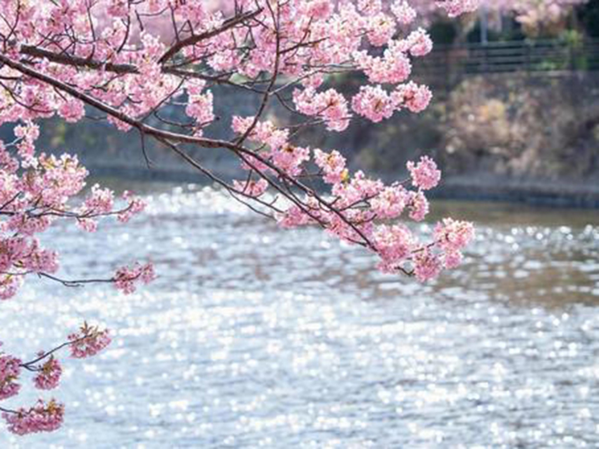 ・【河津さくらまつり】桜と川