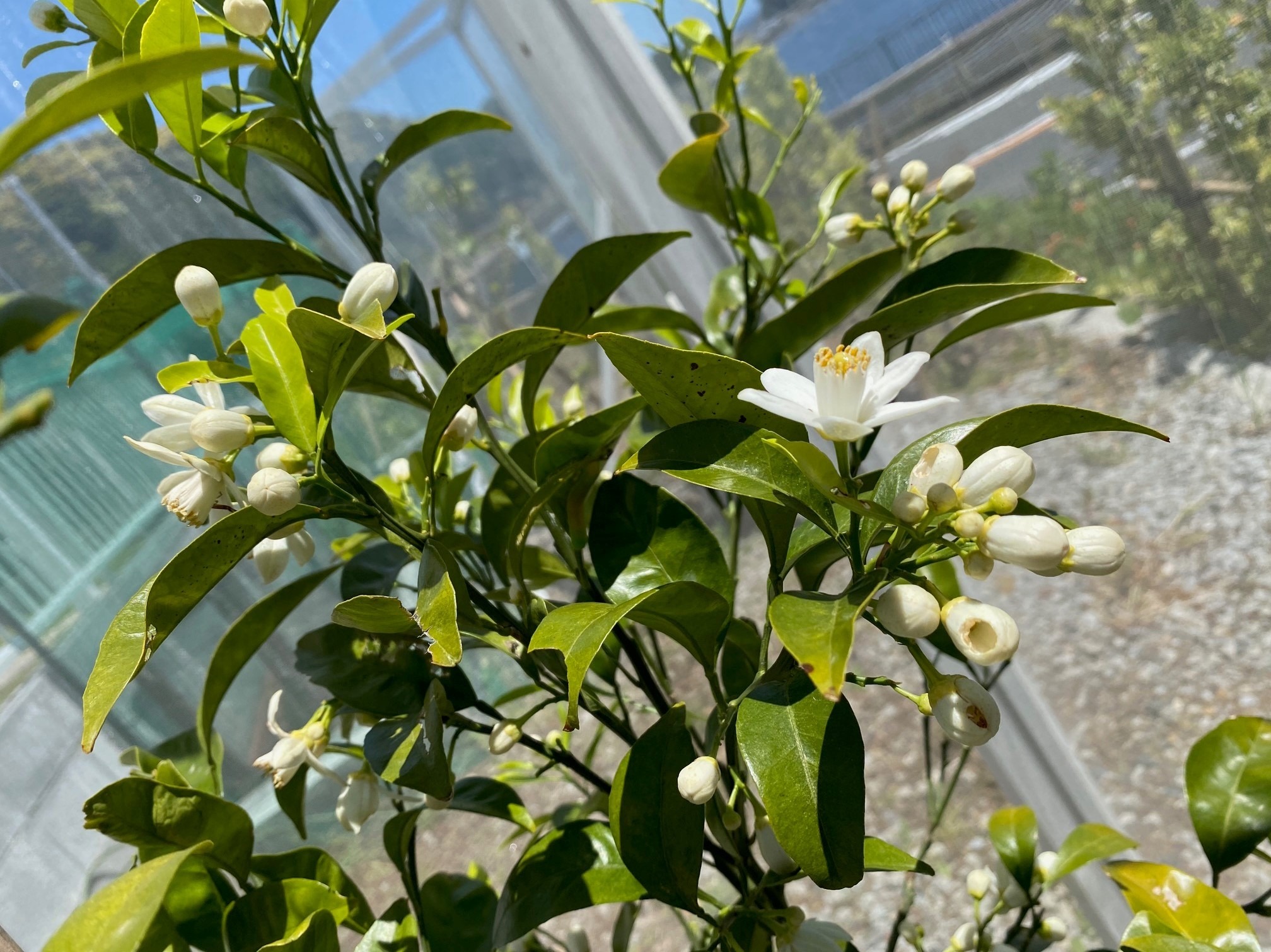 施設内の甘夏の花