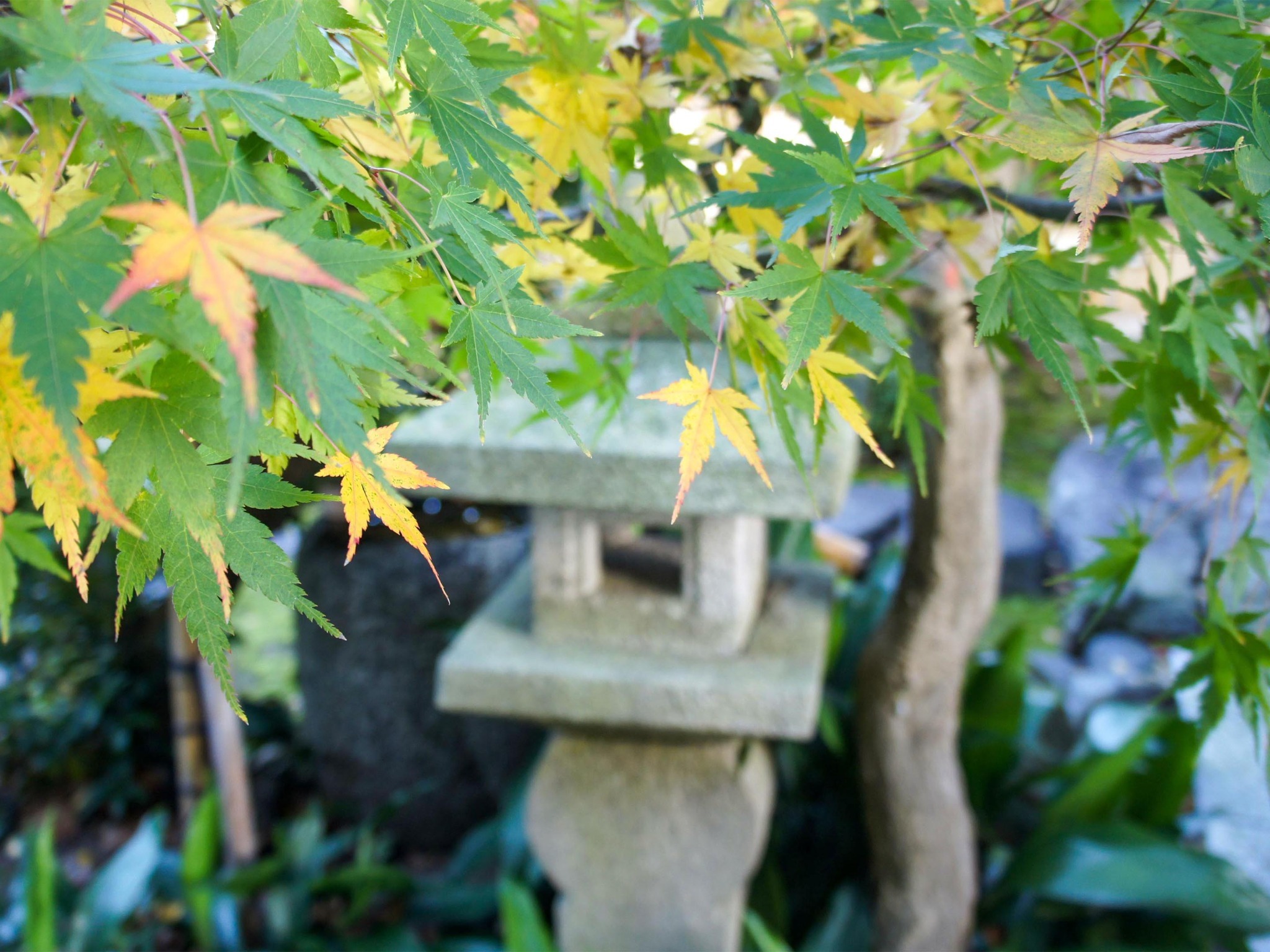 ・＜自然イメージ＞四季に合わせて様々な木や花々が姿を現します