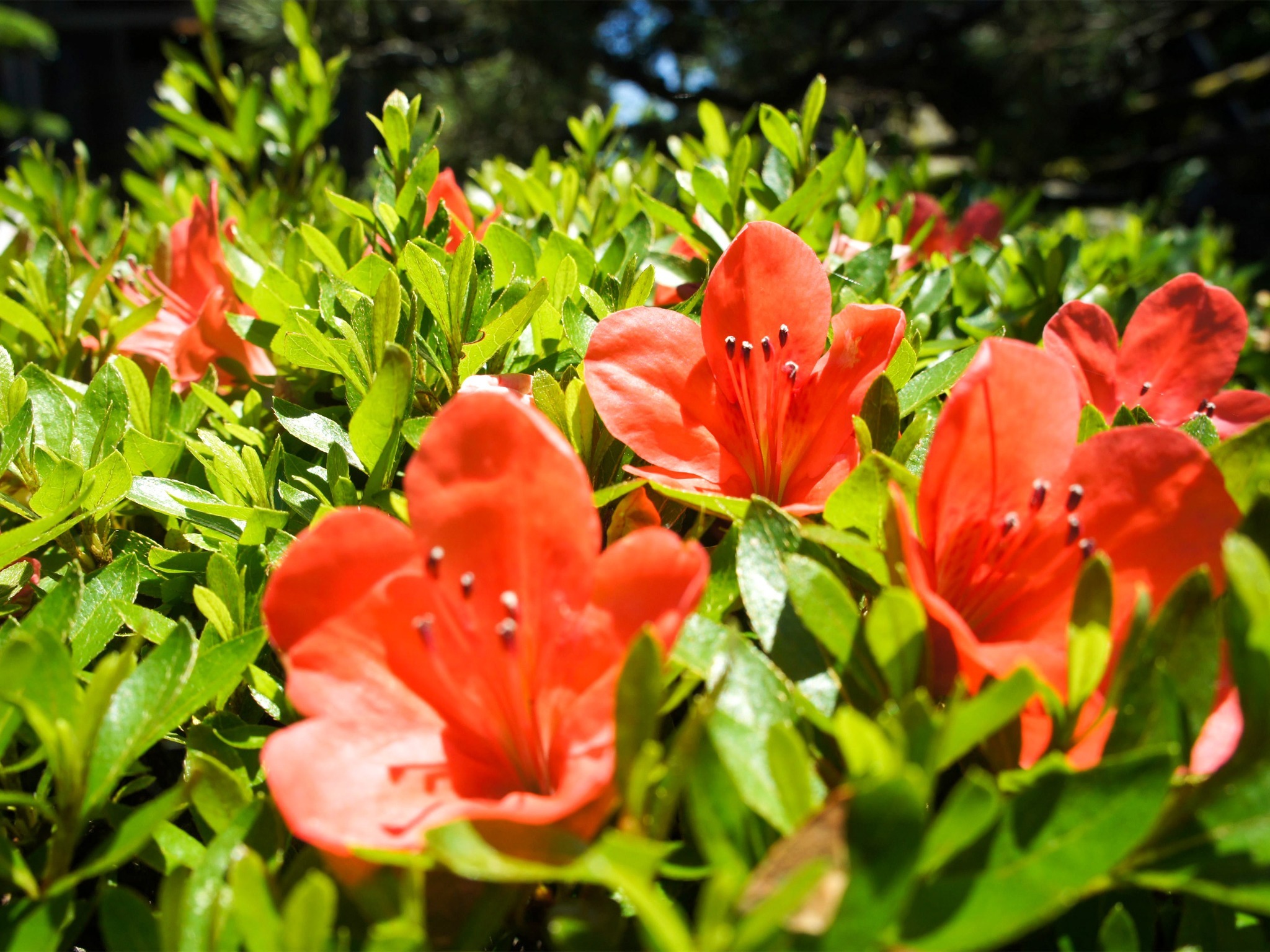 ・＜自然イメージ＞四季に合わせて様々な木や花々が姿を現します