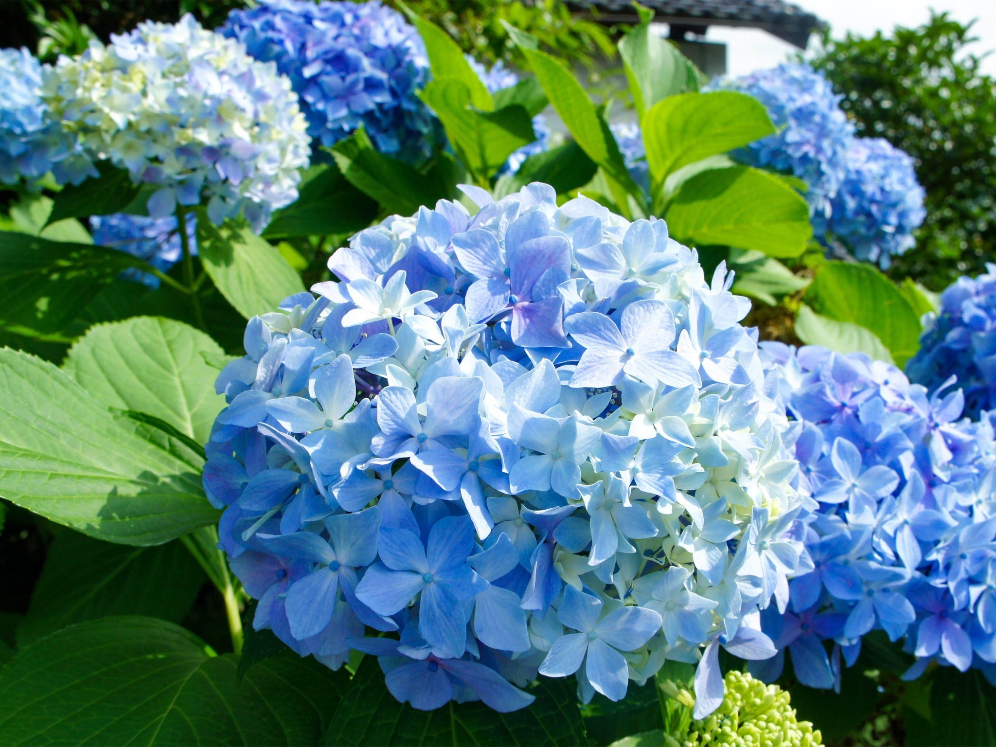 ・＜自然イメージ＞四季に合わせて様々な木や花々が姿を現します