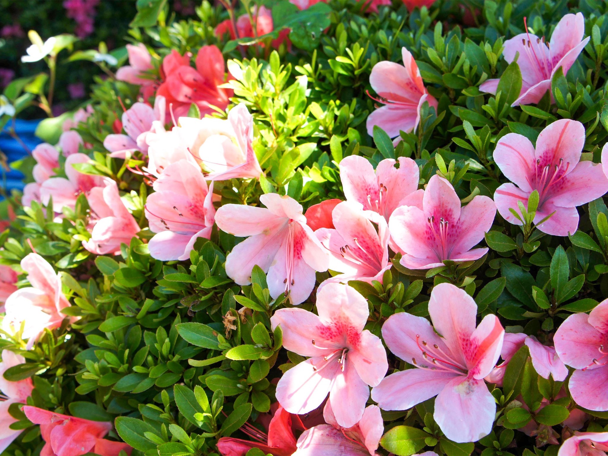 ・＜自然イメージ＞四季に合わせて様々な木や花々が姿を現します