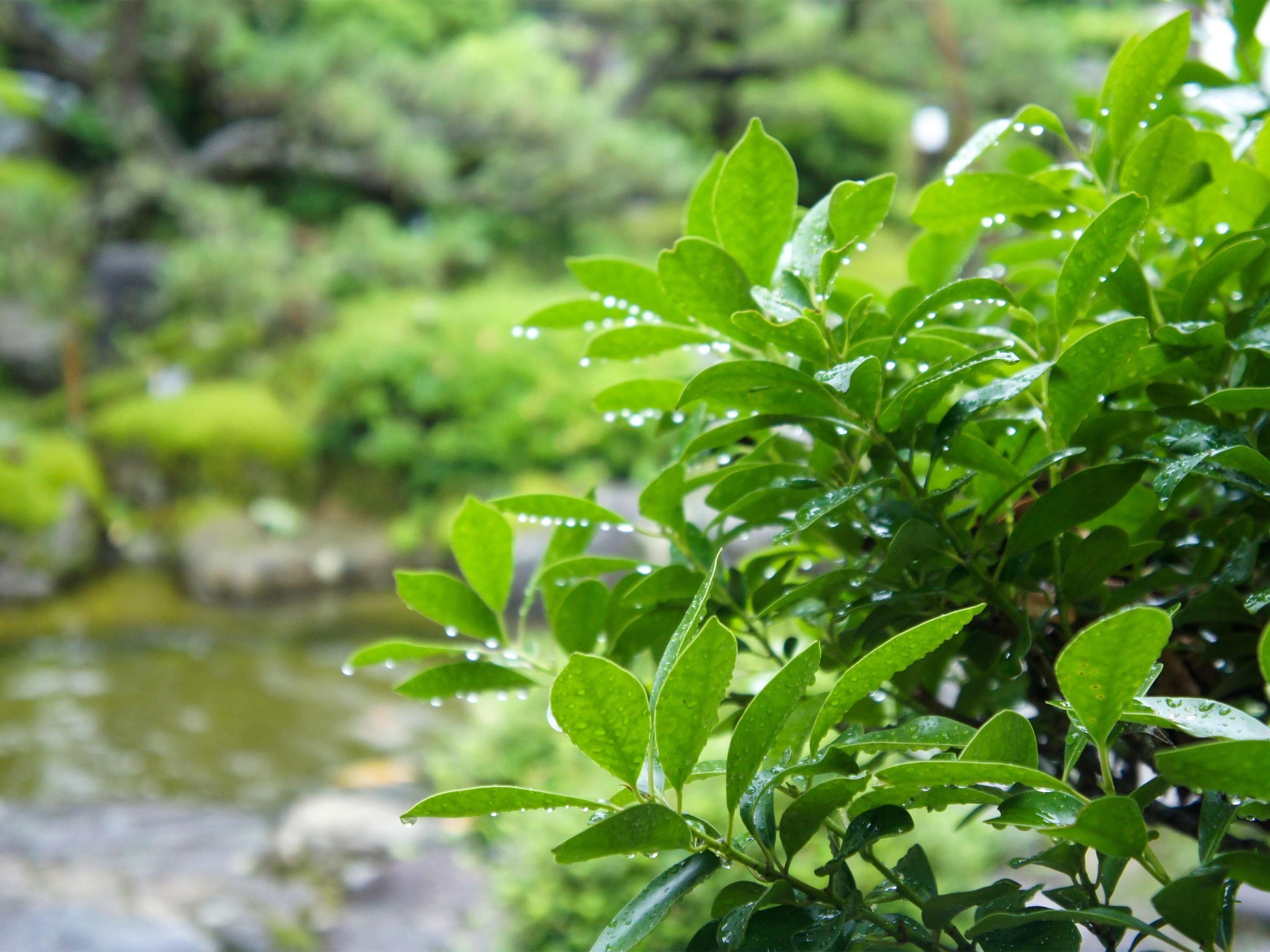・＜自然イメージ＞四季に合わせて様々な木や花々が姿を現します