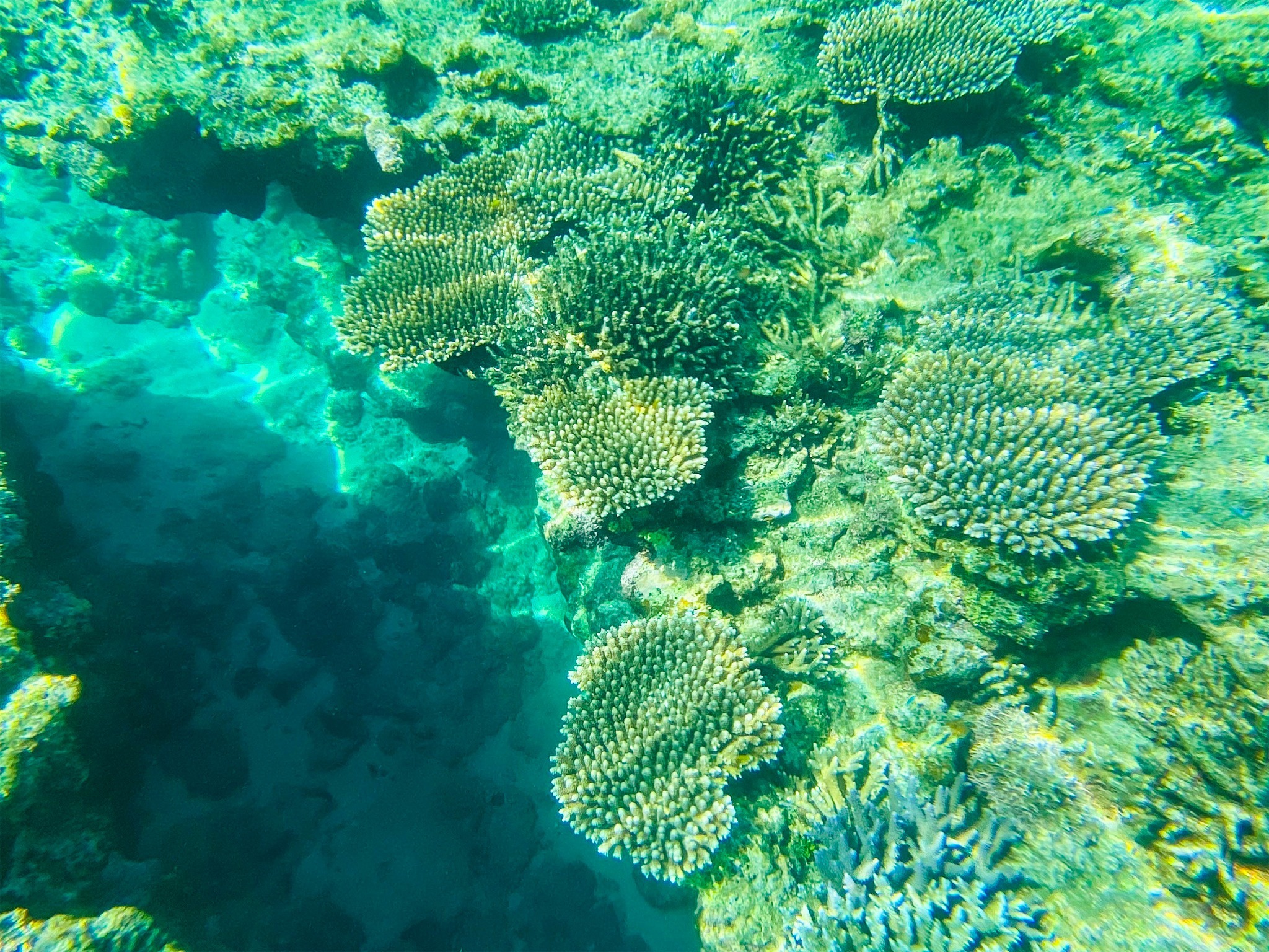 ・石垣島ではシュノーケリングをお楽しみいただけます