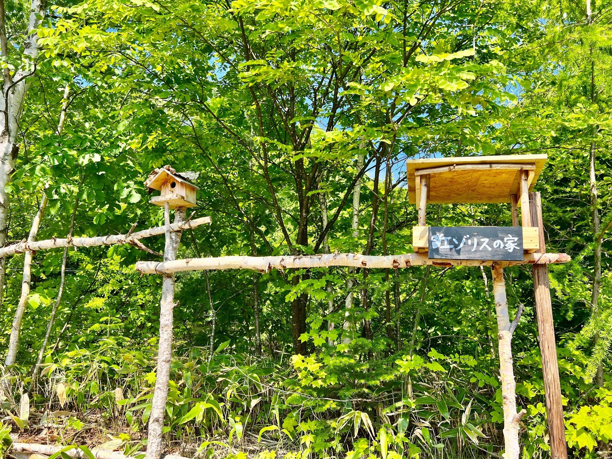 コテージには沢山の動物が遊びにきます。