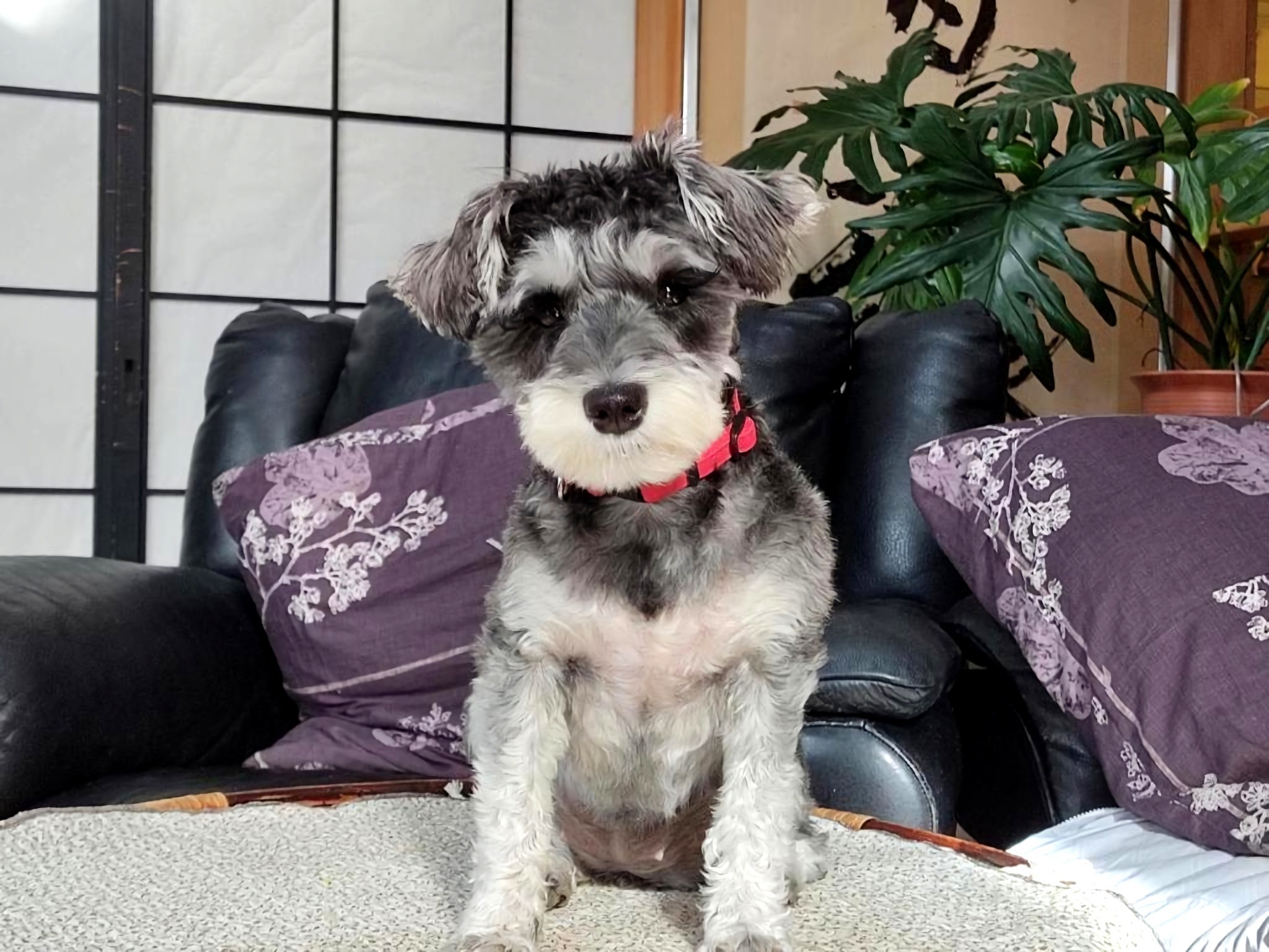 個室D- 緑のテラス・縁側・本格和室