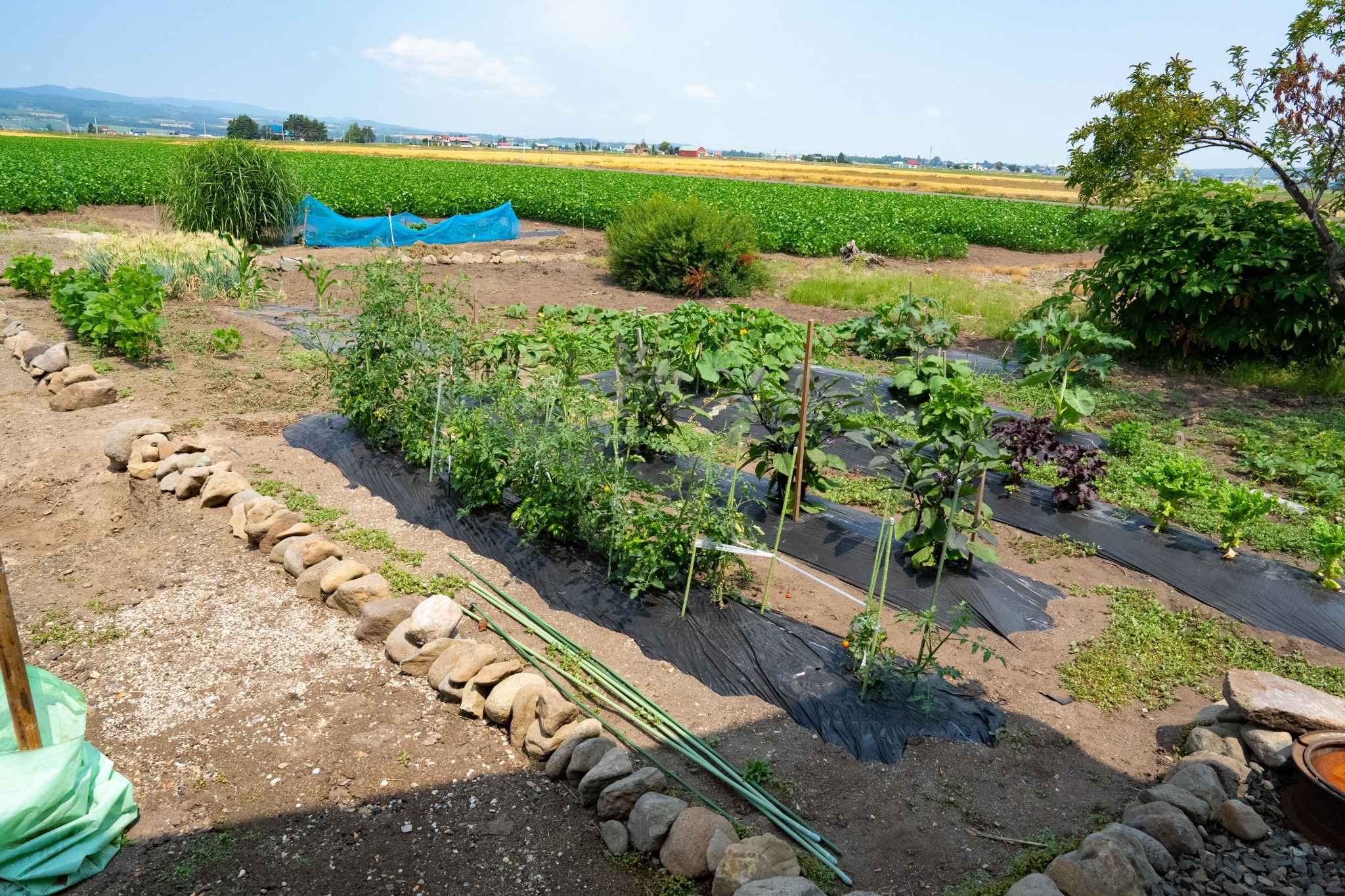 お野菜おすそ分けします!