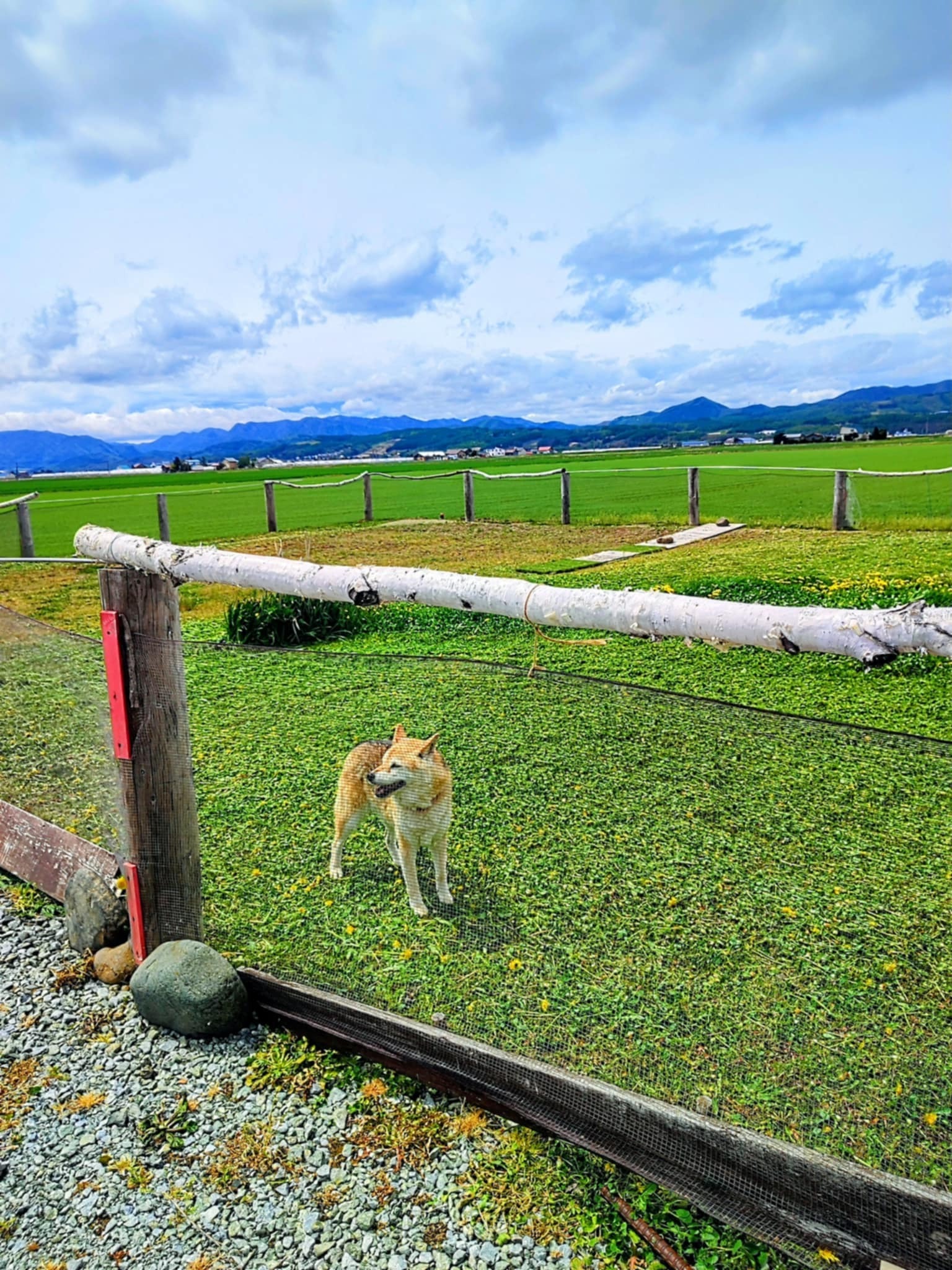 わんちゃんもにっこり
