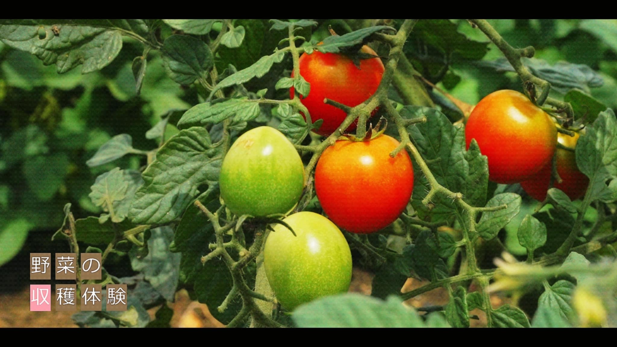 お野菜の収穫体験もできます!