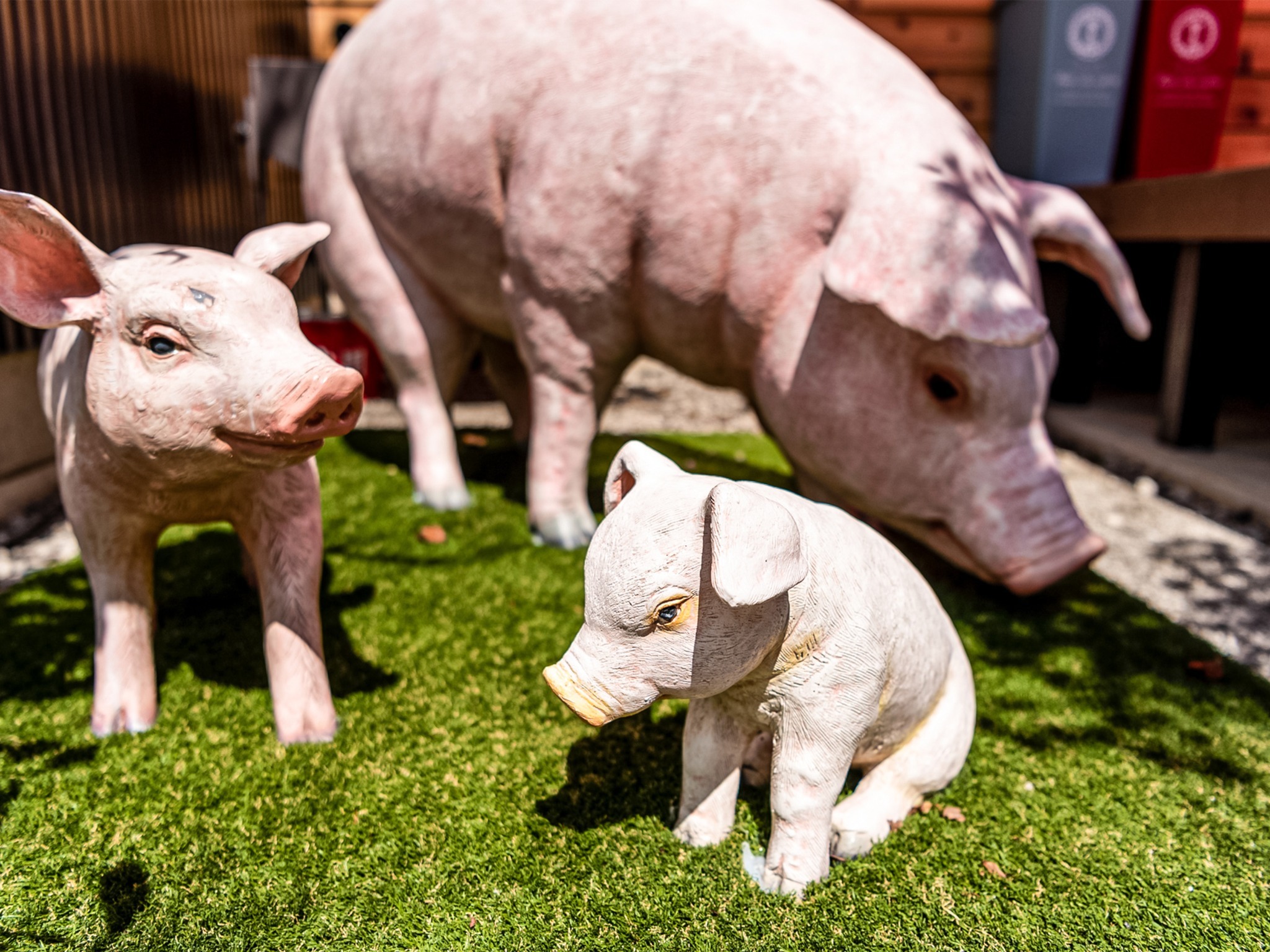 ・ブタのファミリーが皆様をお出迎え(オブジェです)