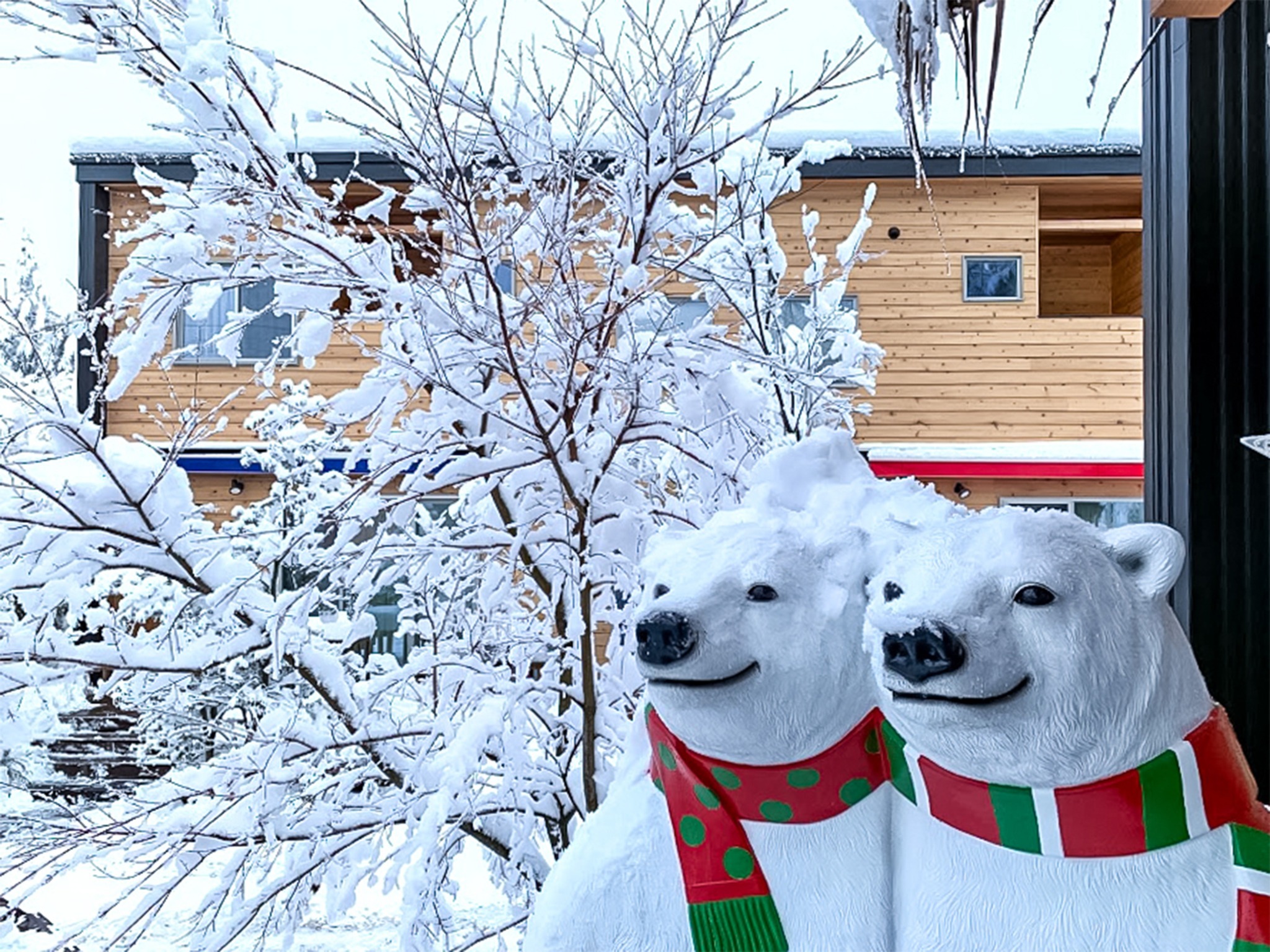・シロクマには雪化粧が良く似合う♪
