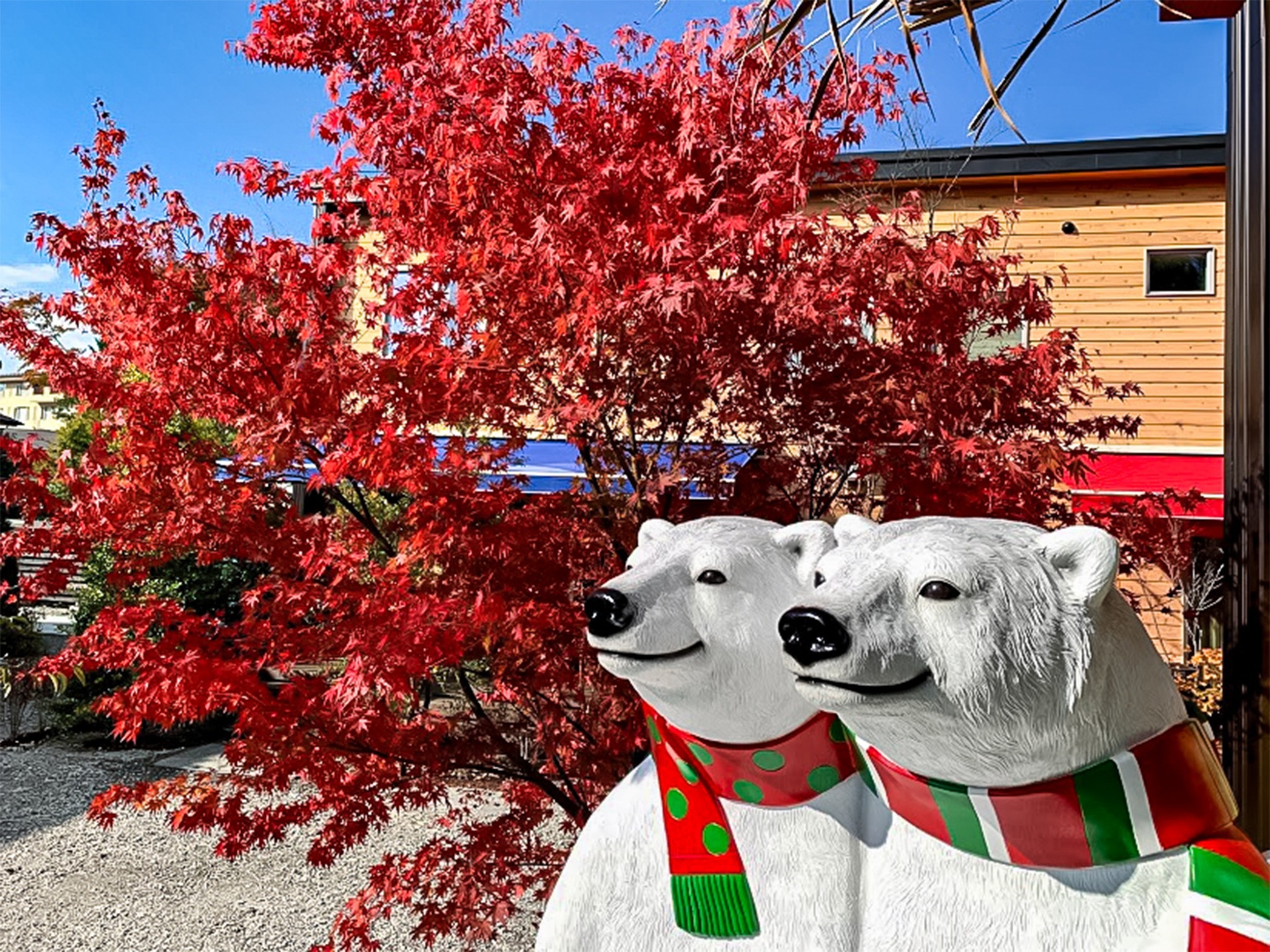 ・シロクマだって紅葉狩りするんです♪