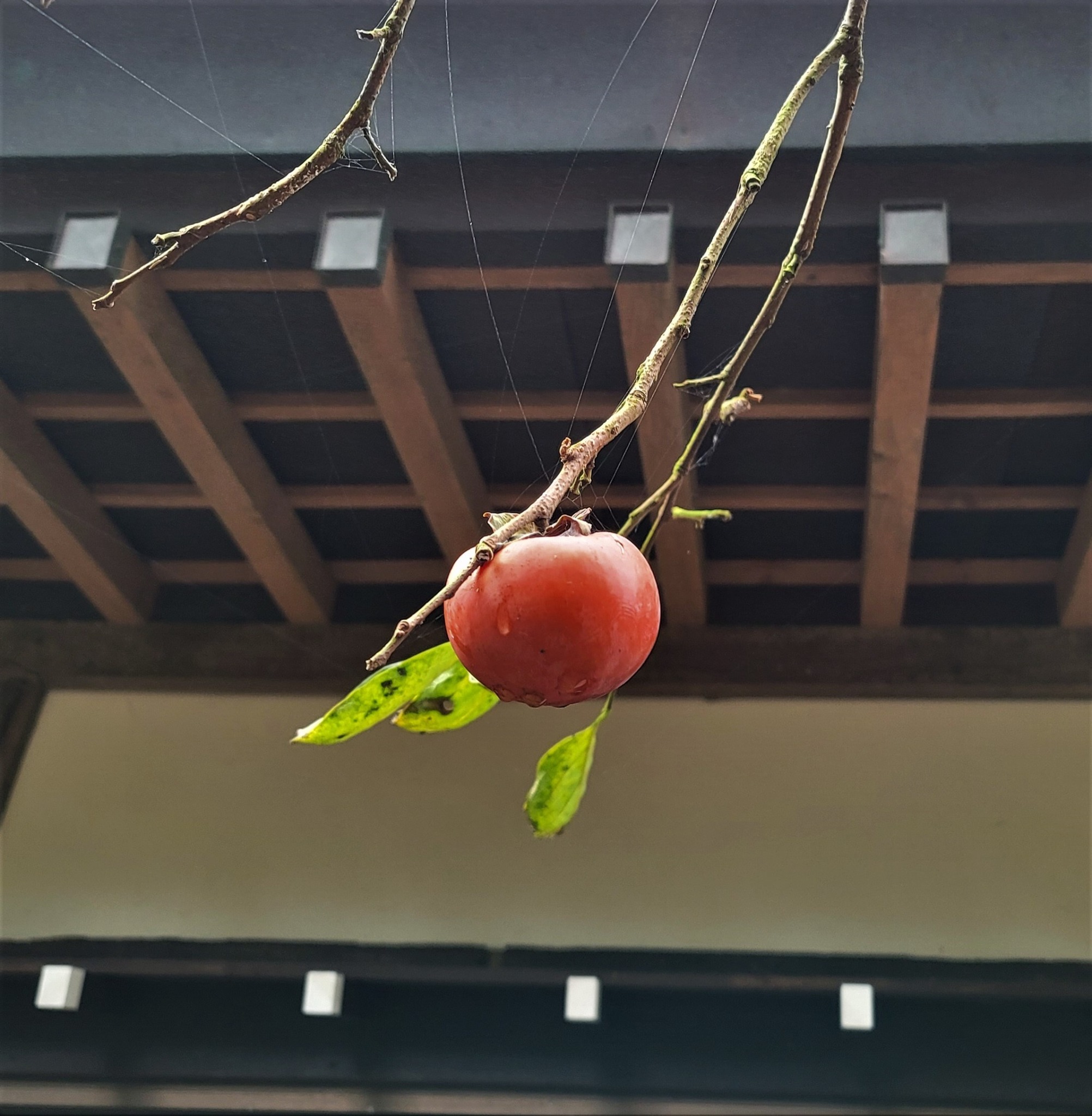 ＫＯＭＩＮＫＡ　Ａｒｔ　Ｍｕｓｅｕｍ　Ｖｉｌｌａ／民泊【Ｖａｃａｔｉｏｎ　ＳＴＡＹ提供】 写真2