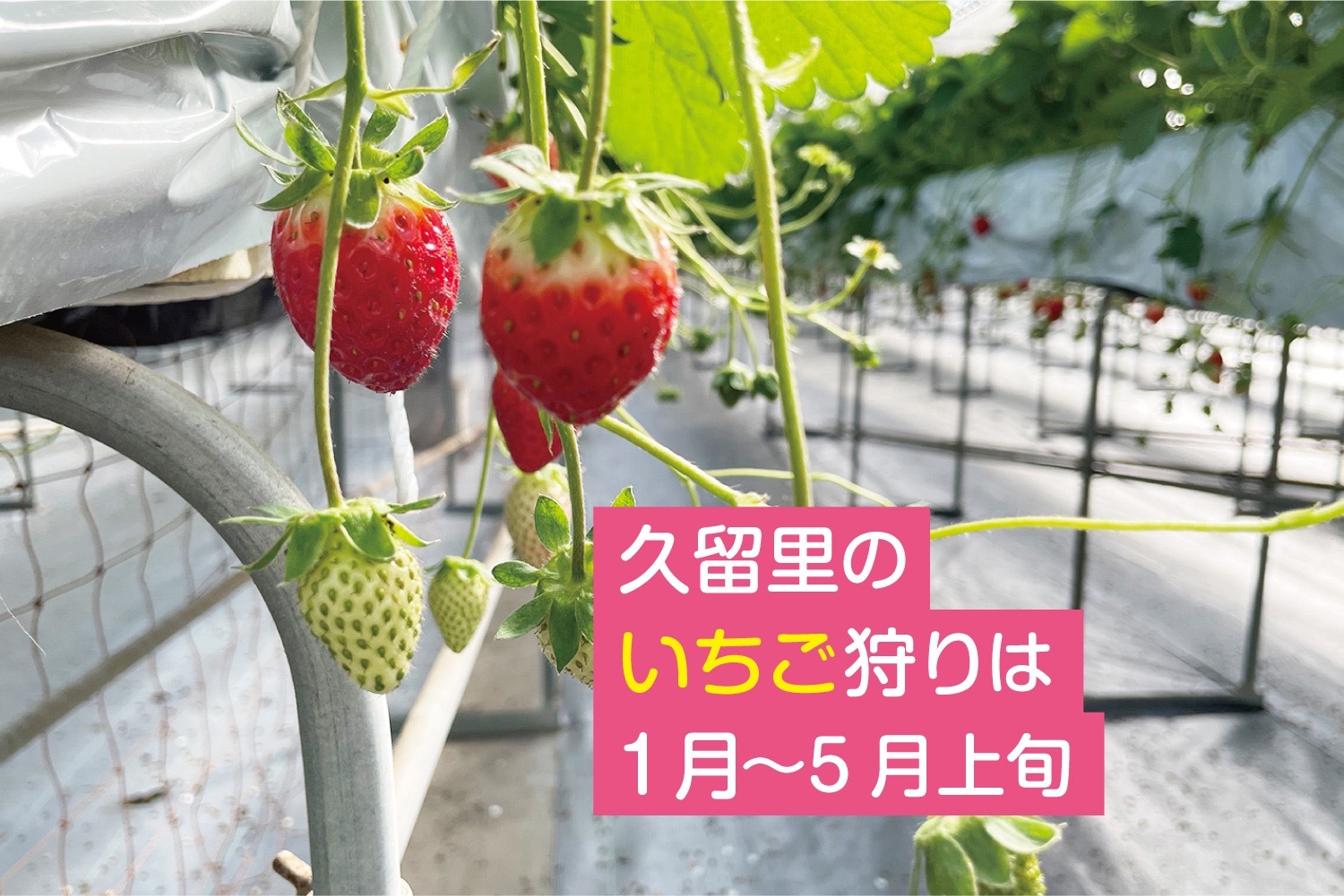 120平米超の平屋一棟まるごと貸し切り