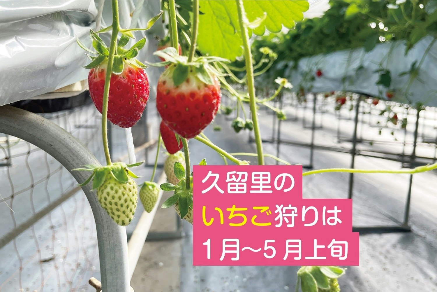 120平米超の平屋一棟まるごと貸し切り