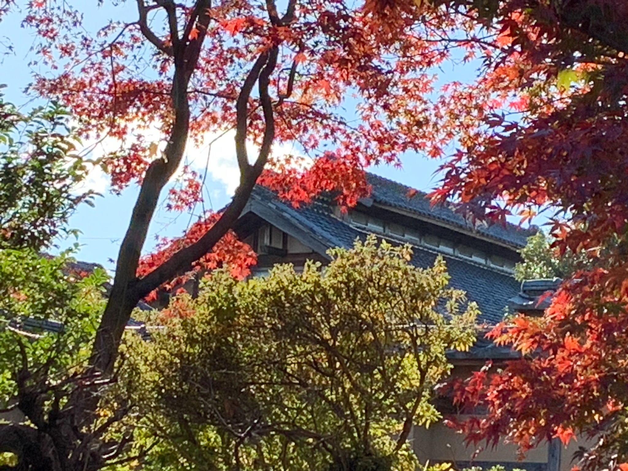 旧下田邸の秋の風景・きよみず邸が見えます
