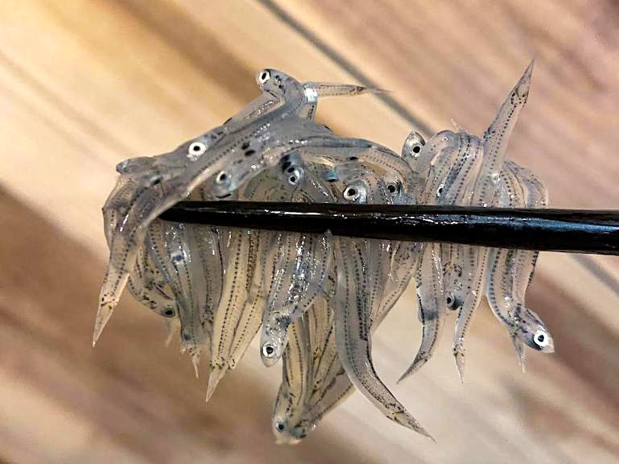 ・【海の幸】鎌倉・江ノ島名物の「生しらす」を食べてみませんか