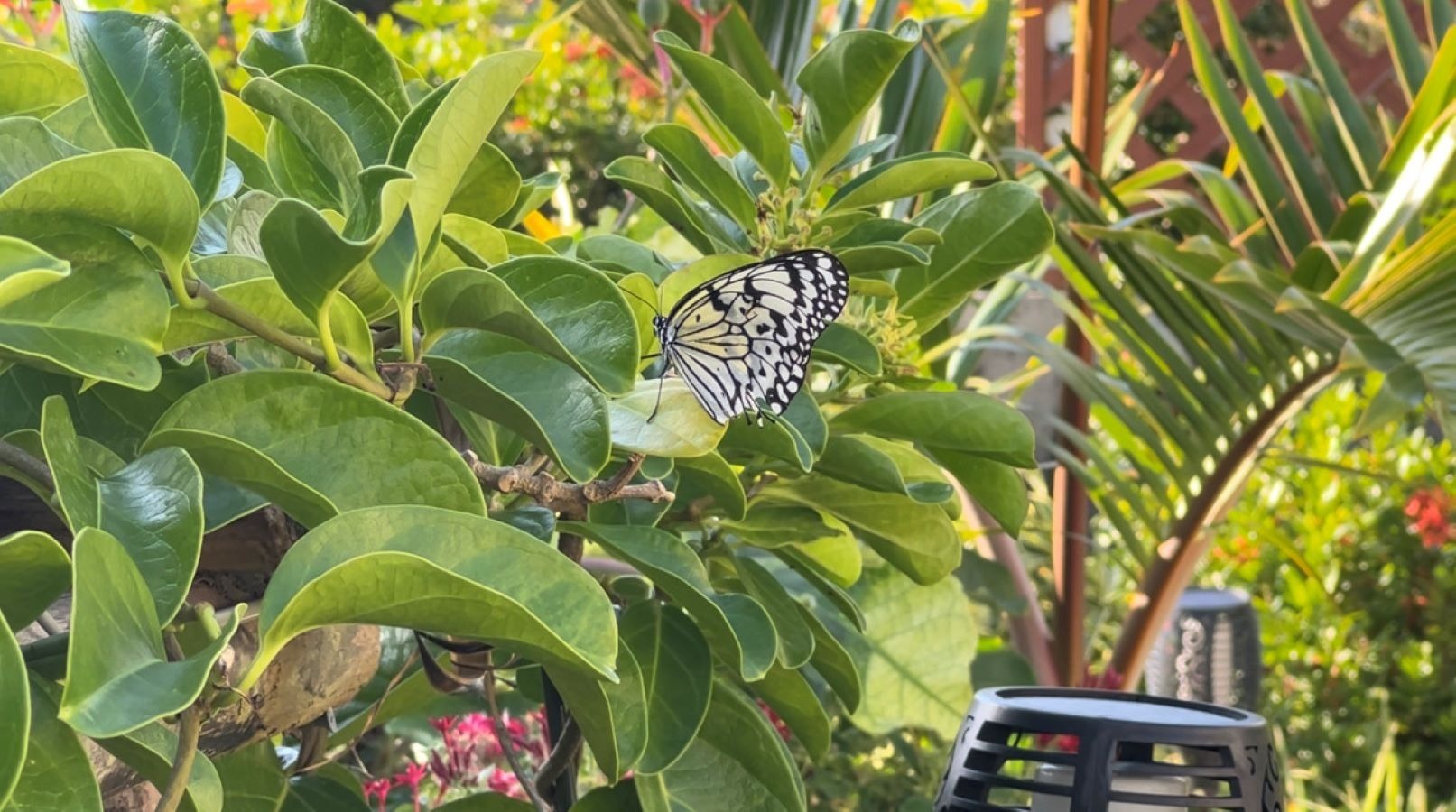 沖縄県の「県蝶」である日本最大級の蝶オオゴマダラをお庭で見ることが出来ます、