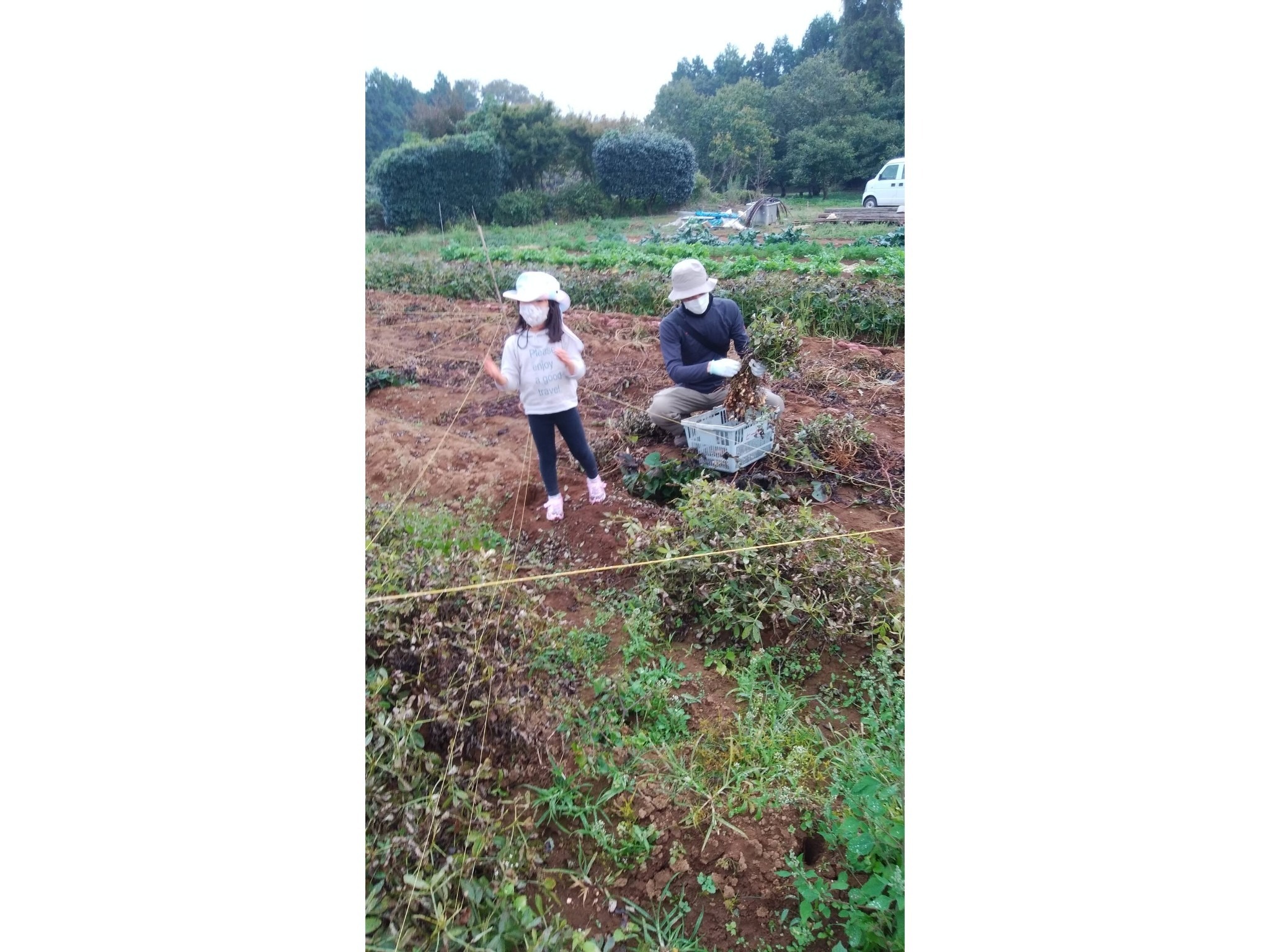 野菜の収穫体験