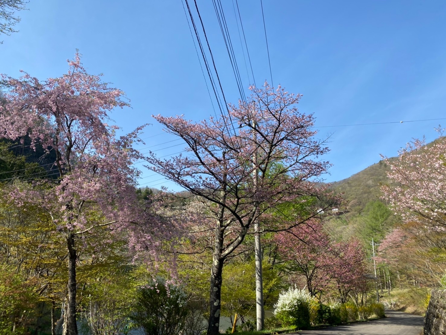 大切なワンちゃんと共に・四季の彩りが鮮やかなレイクビューハウス/軽井沢駅から車で10分
