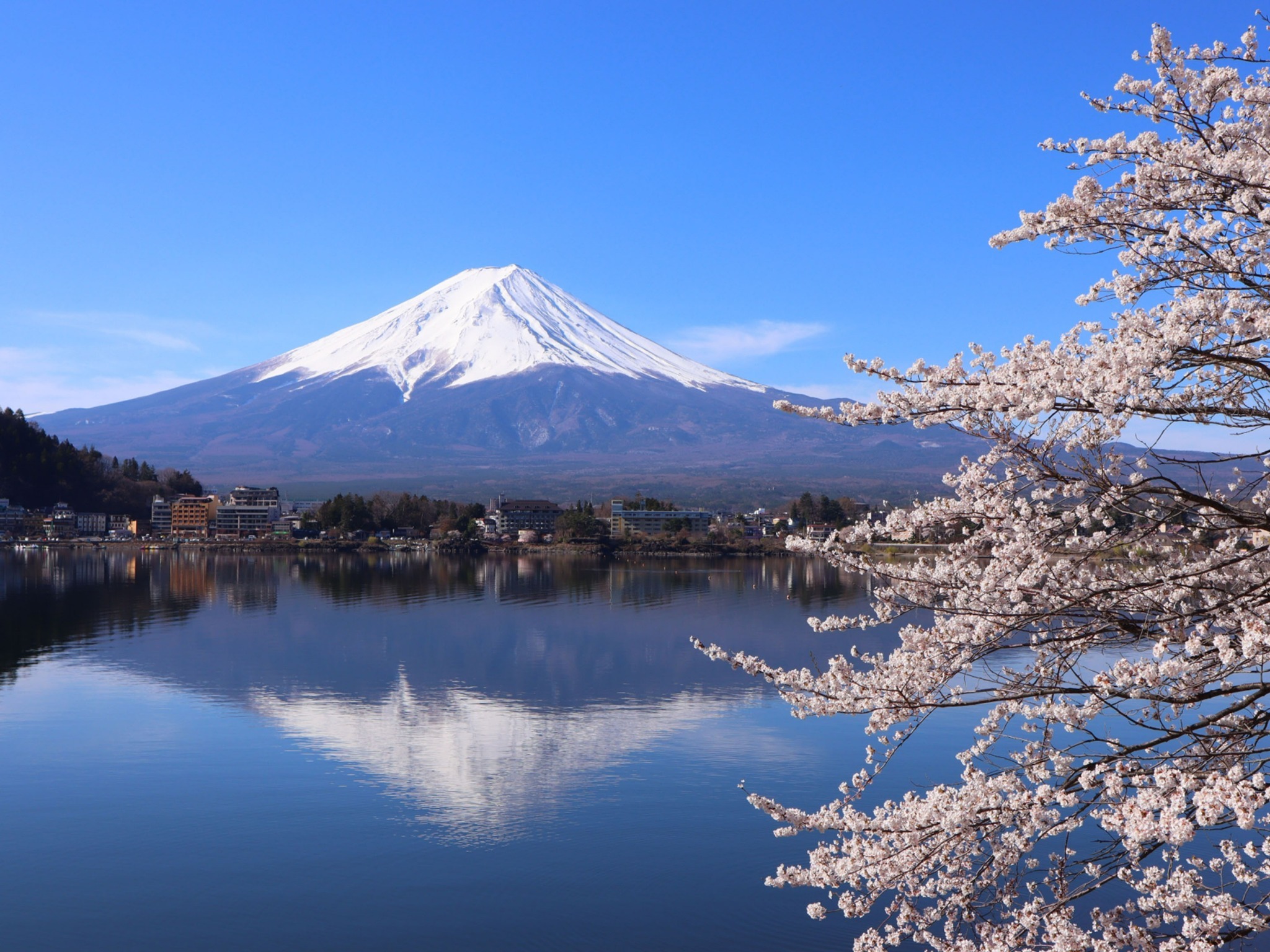 残雪の富士山を背景に、桜並木を楽しめる河口湖スポットも!