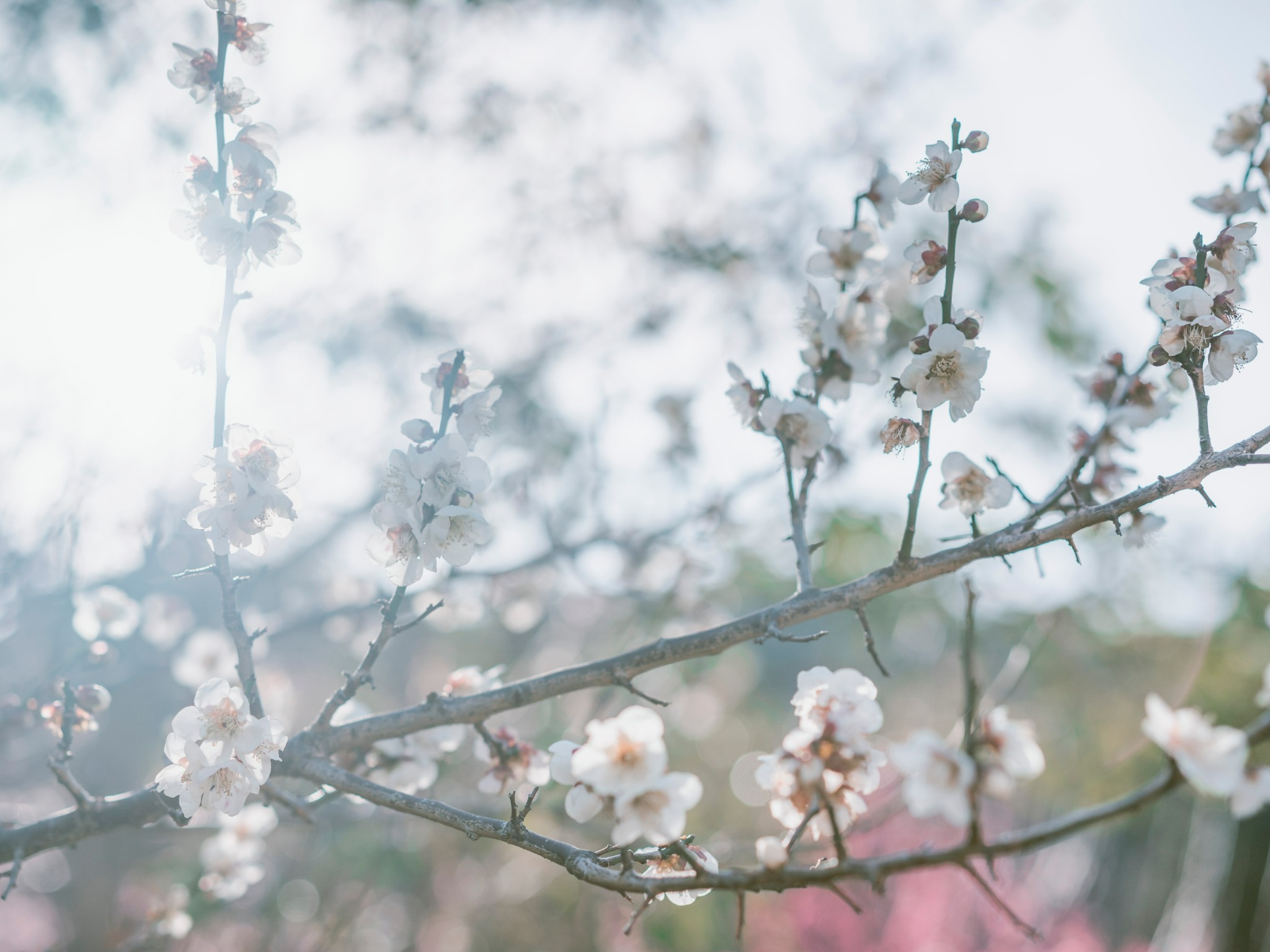 ・【庭園】2月~3月は河津桜や梅の花をご覧いただけます