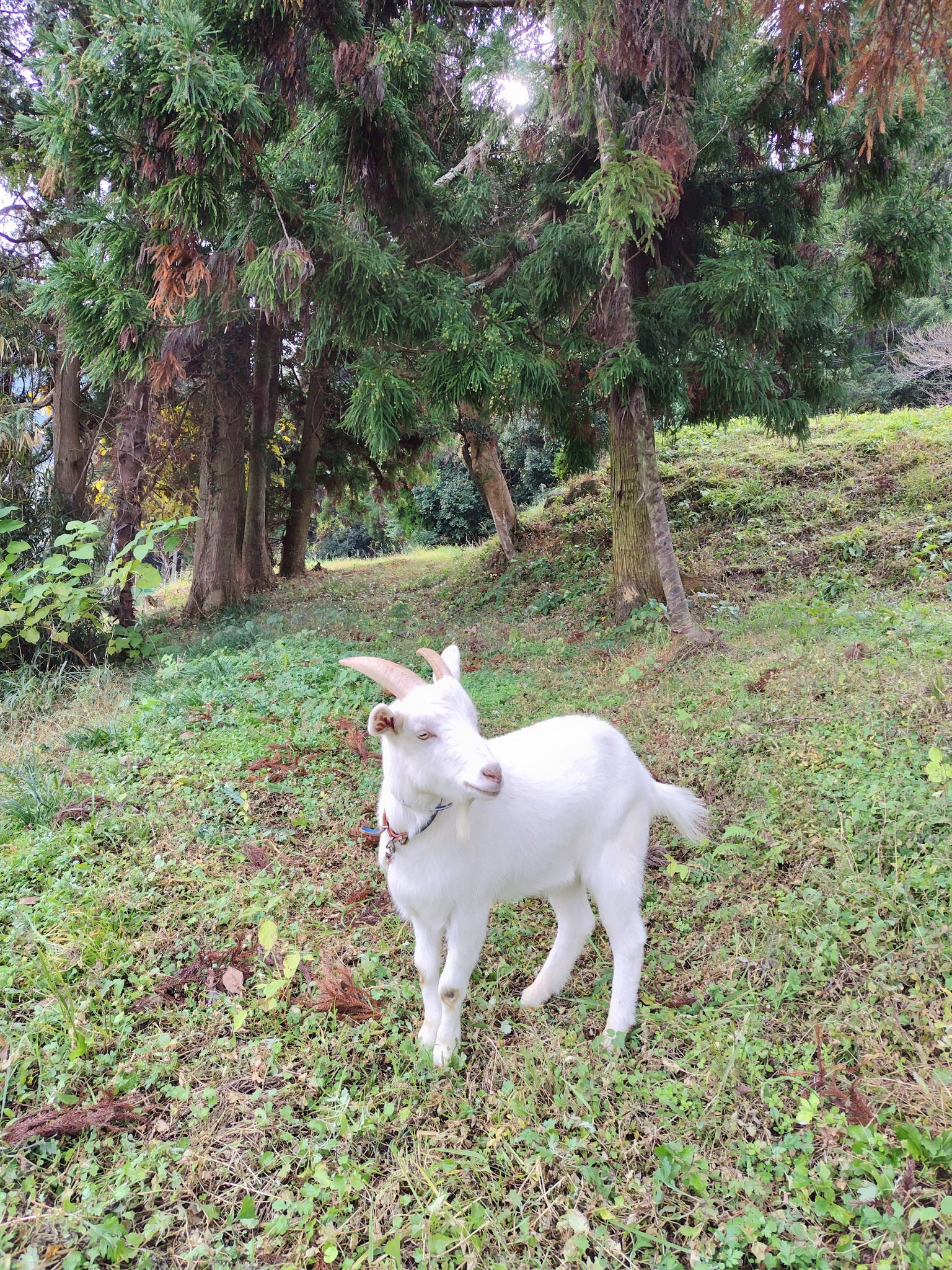 山羊と触れ合えます